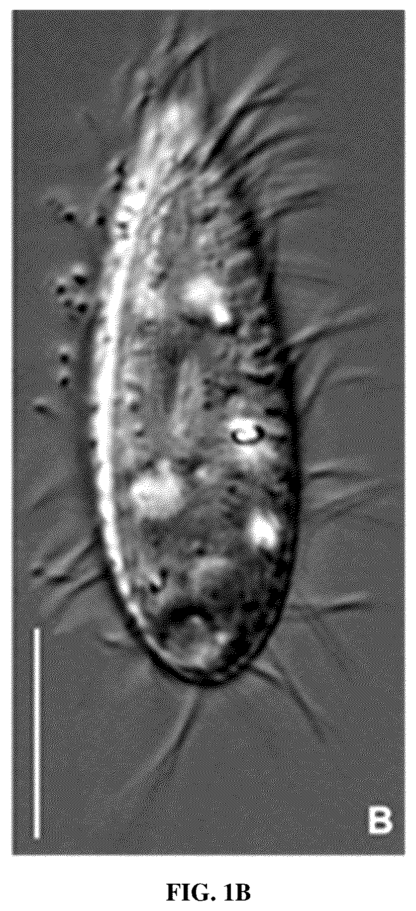 Patent US12610955 Figure 2 – Biological control method for ciliate disease