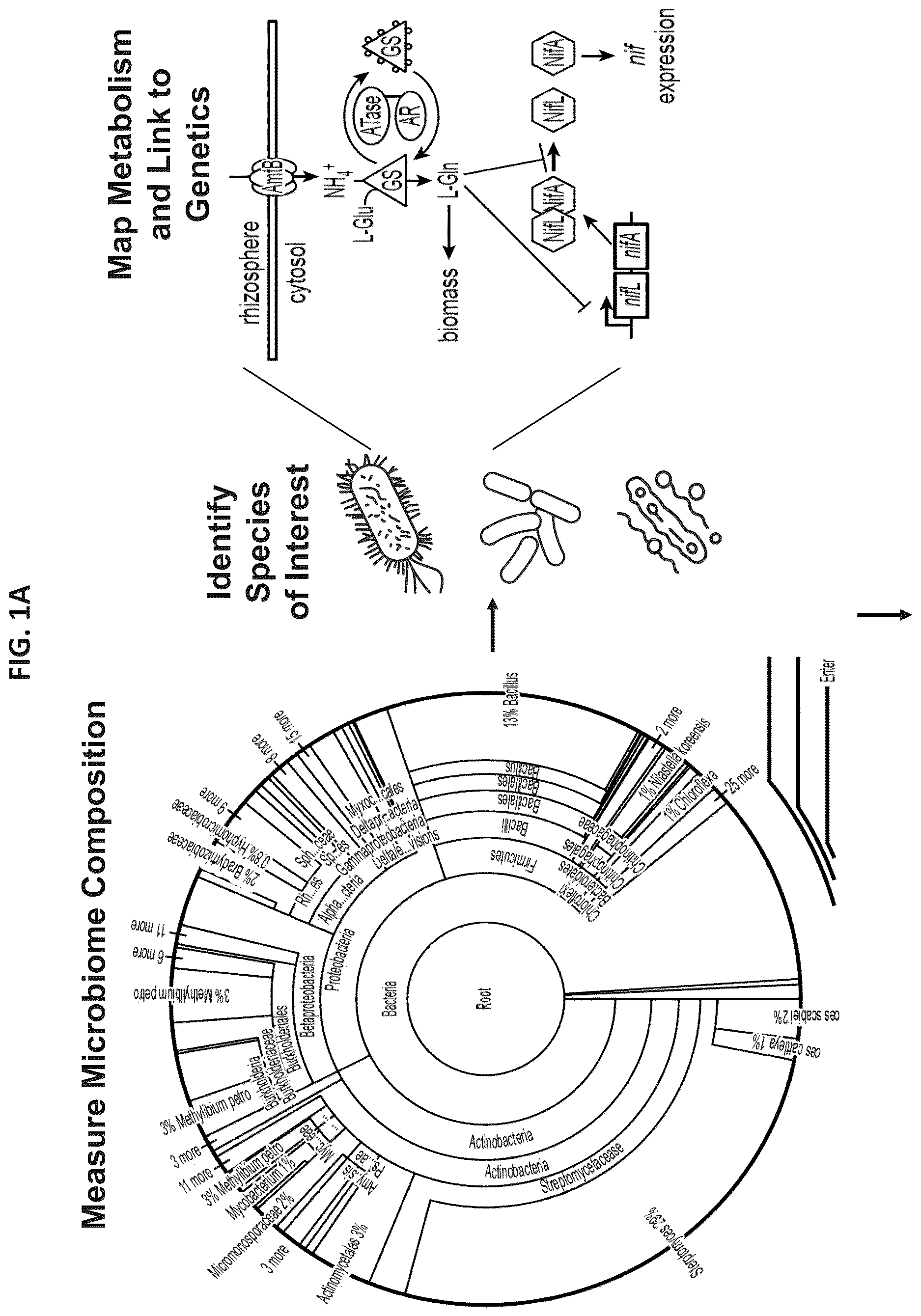 Patent US12610956 — Agricultural compositions comprising remodeled nitrogen fixing microbes — Figure 1