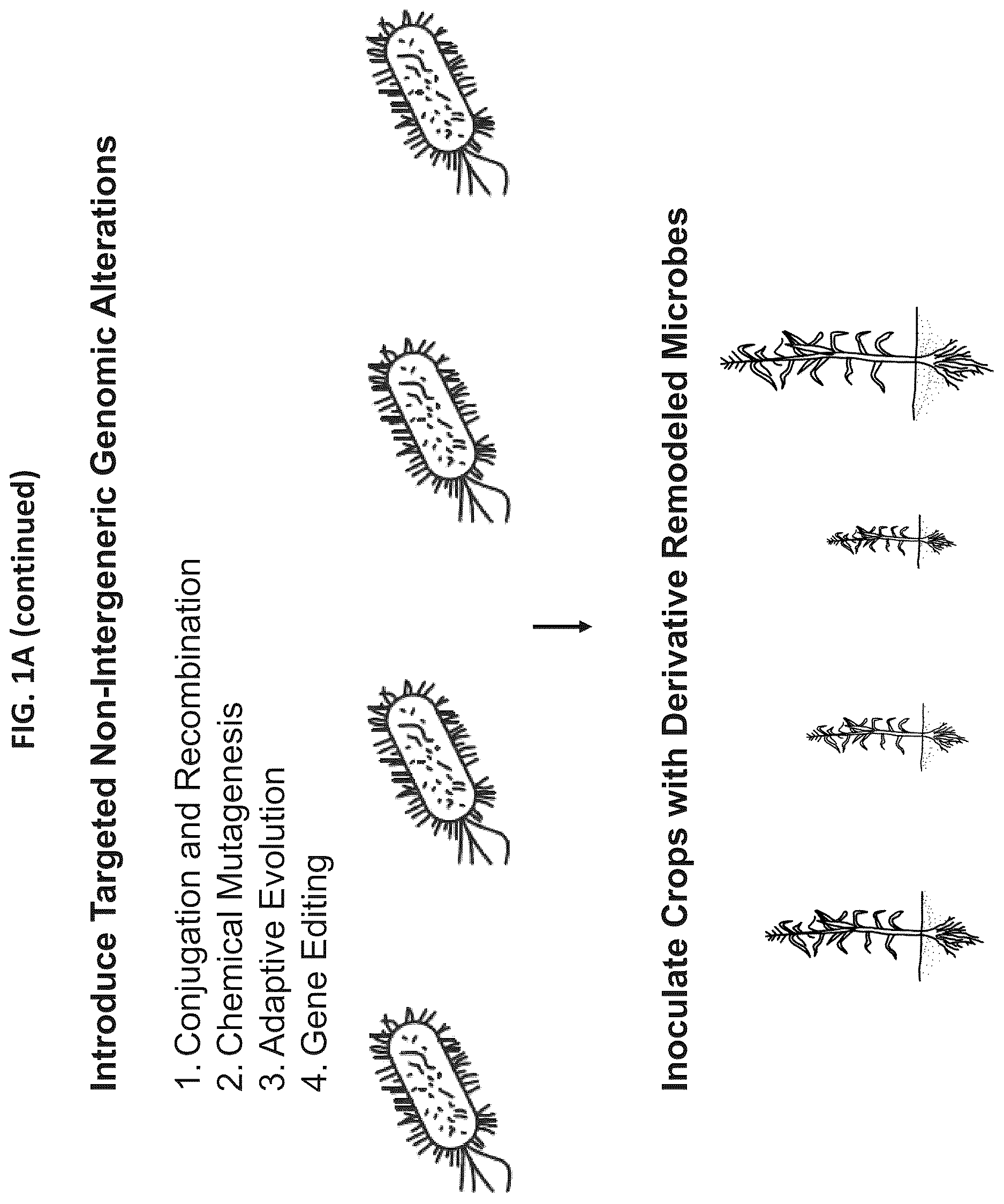 Patent US12610956 Figure 2 – Agricultural compositions comprising remodeled nitrogen fixing microbes