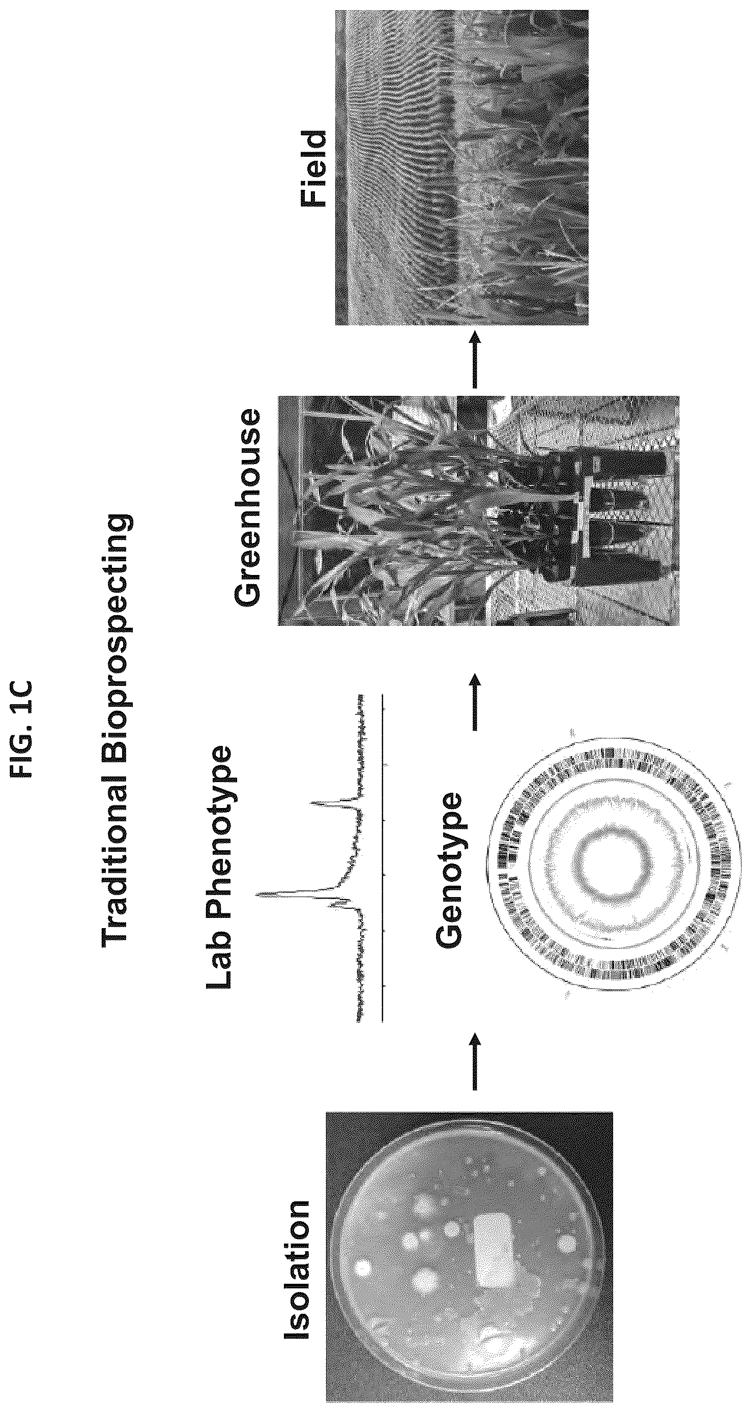 Patent US12610956 Figure 4 – Agricultural compositions comprising remodeled nitrogen fixing microbes