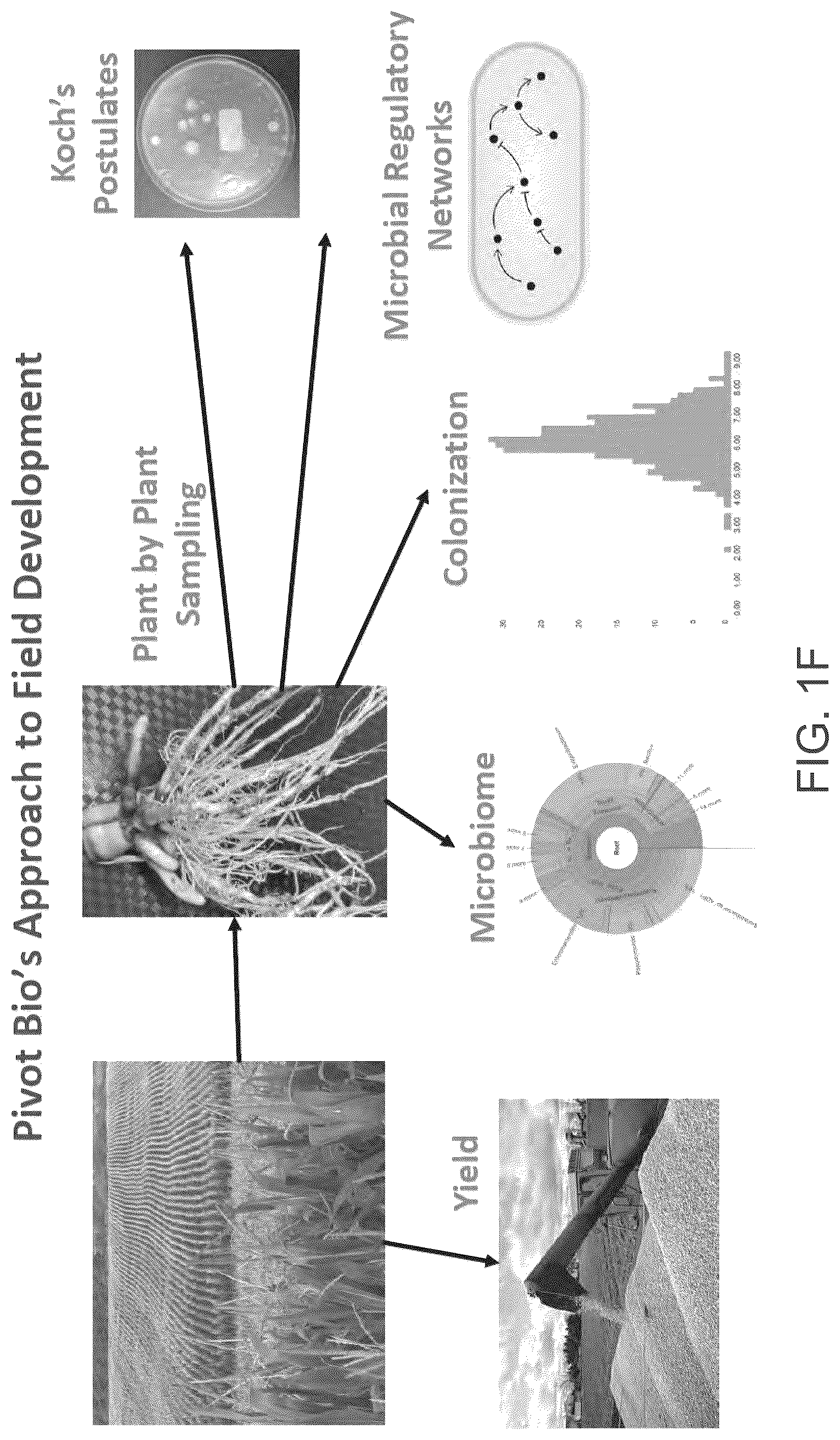 Patent US12610956 Figure 7 – Agricultural compositions comprising remodeled nitrogen fixing microbes