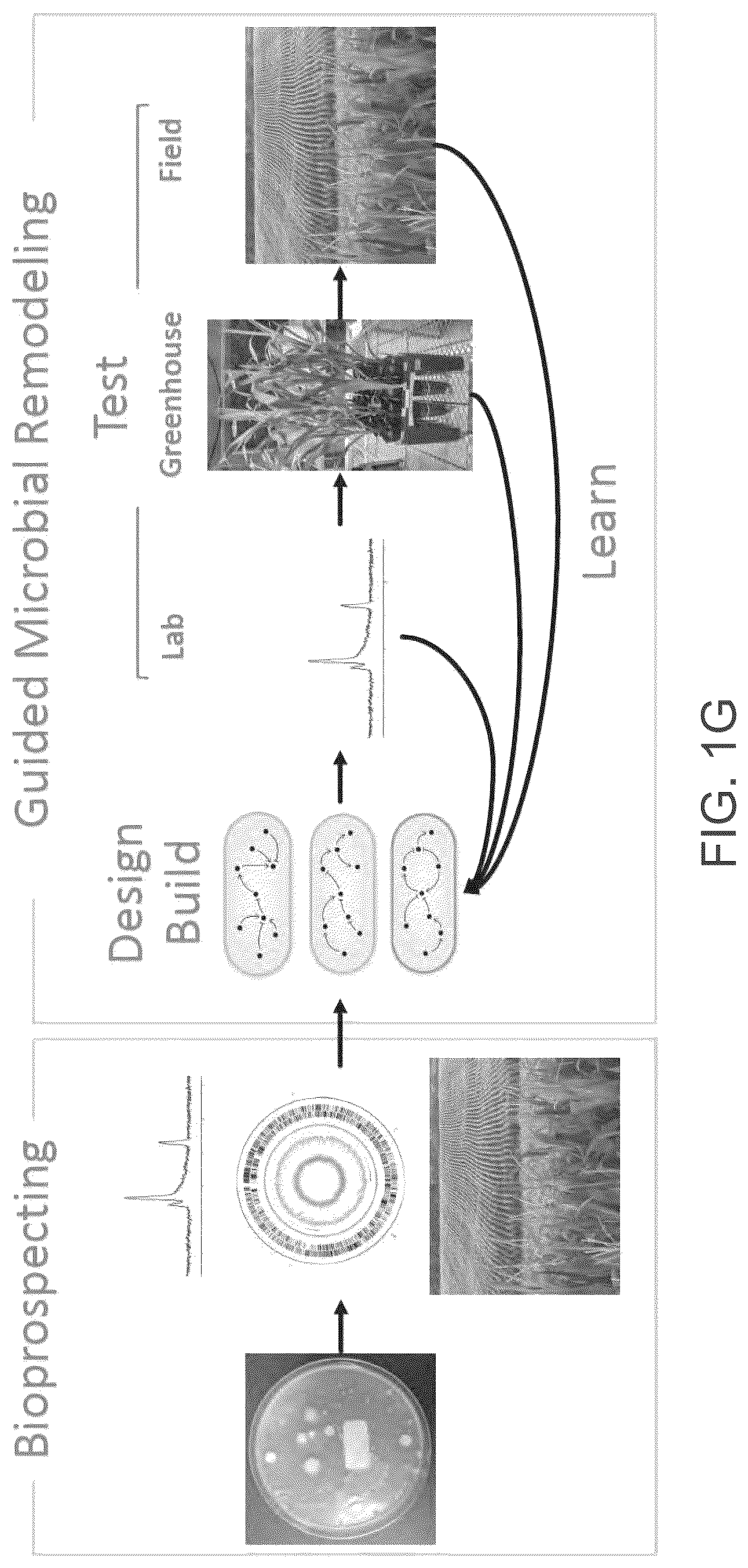 Patent US12610956 Figure 8 – Agricultural compositions comprising remodeled nitrogen fixing microbes