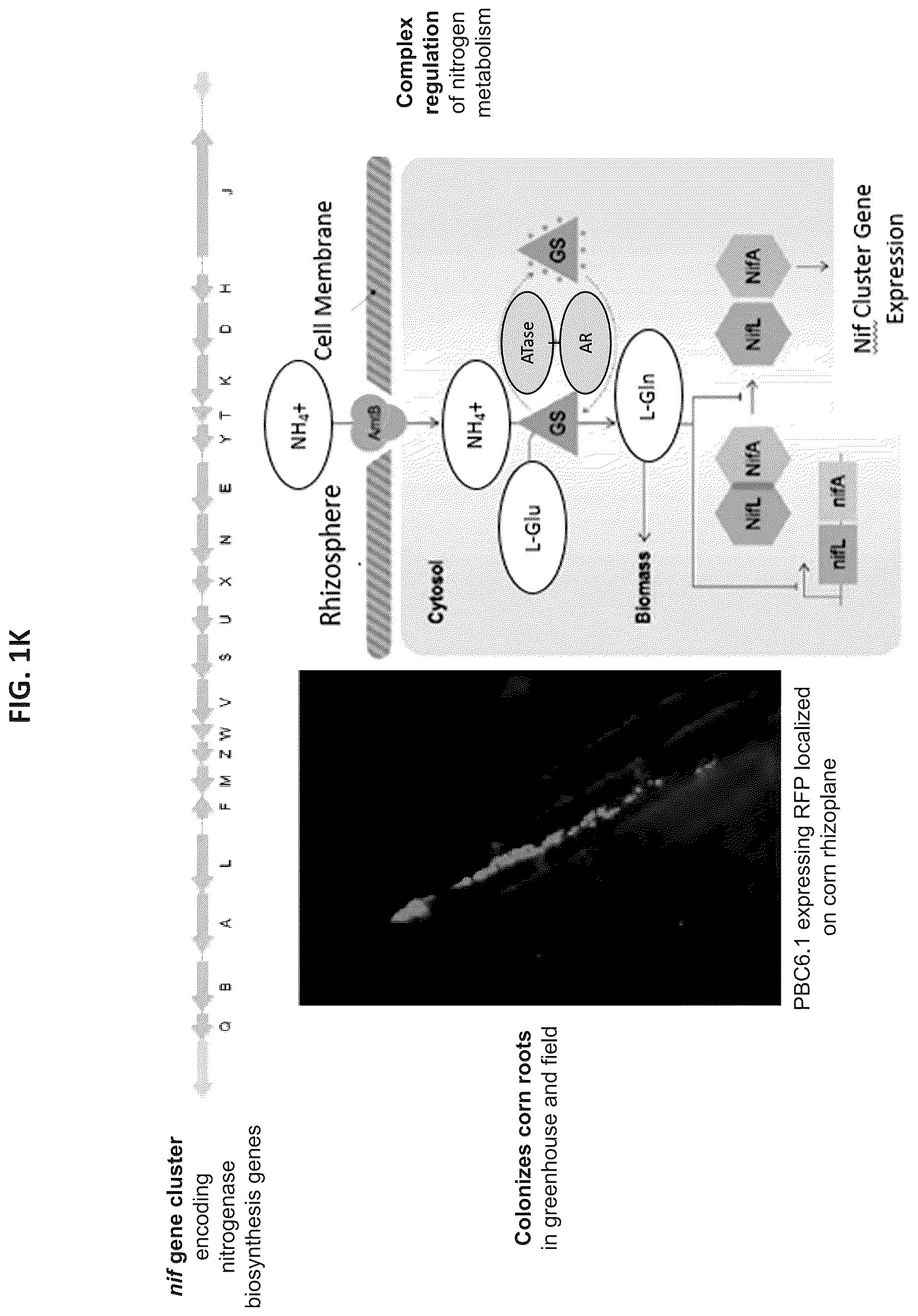 Patent US12610956 Figure 12 – Agricultural compositions comprising remodeled nitrogen fixing microbes