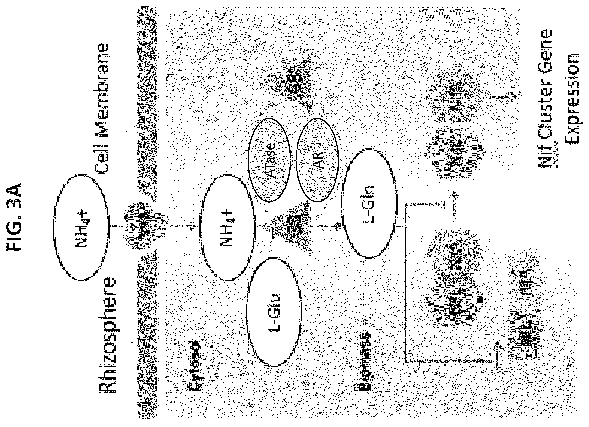 Patent US12610956 Figure 18 – Agricultural compositions comprising remodeled nitrogen fixing microbes