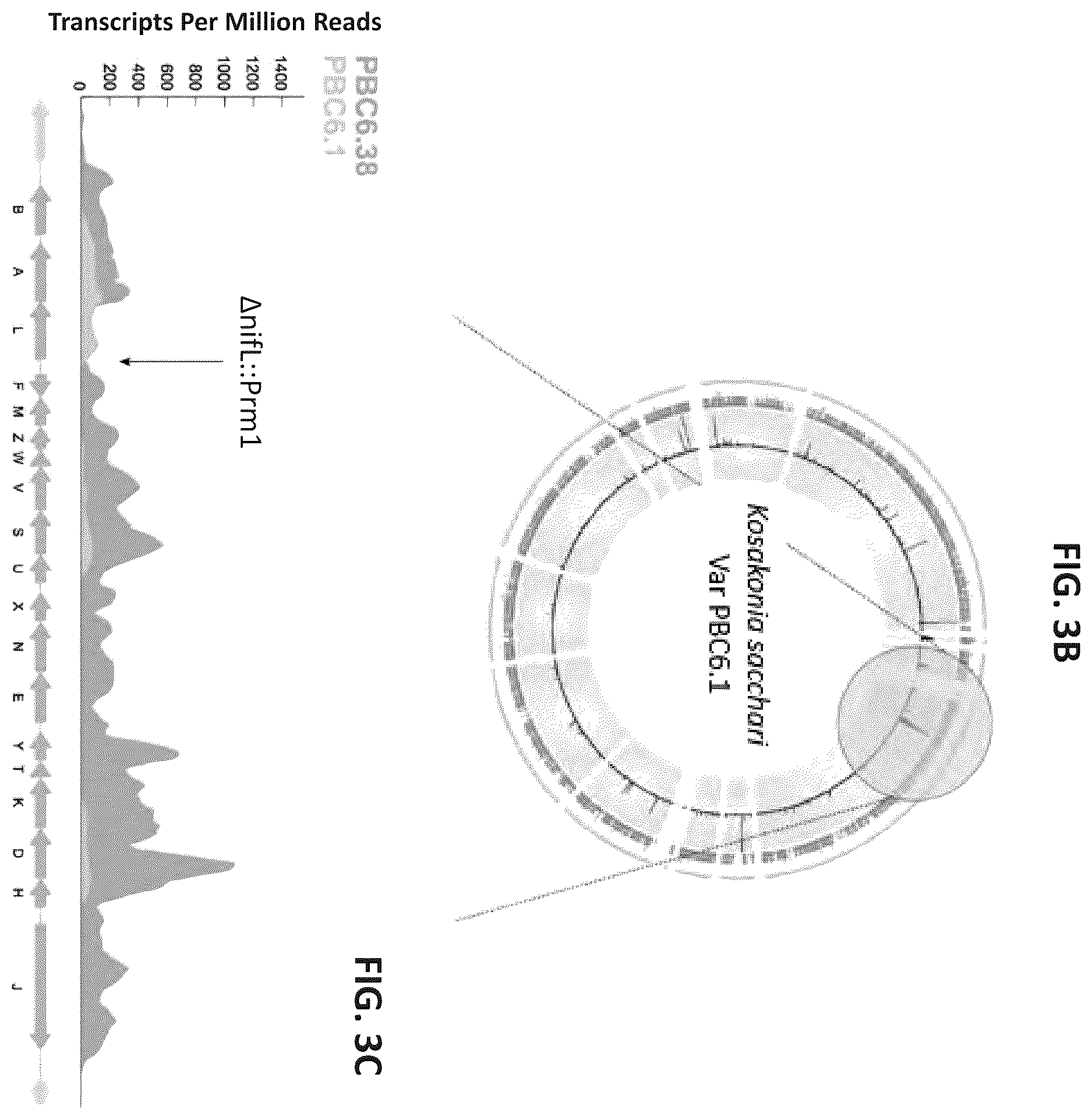 Patent US12610956 Figure 19 – Agricultural compositions comprising remodeled nitrogen fixing microbes