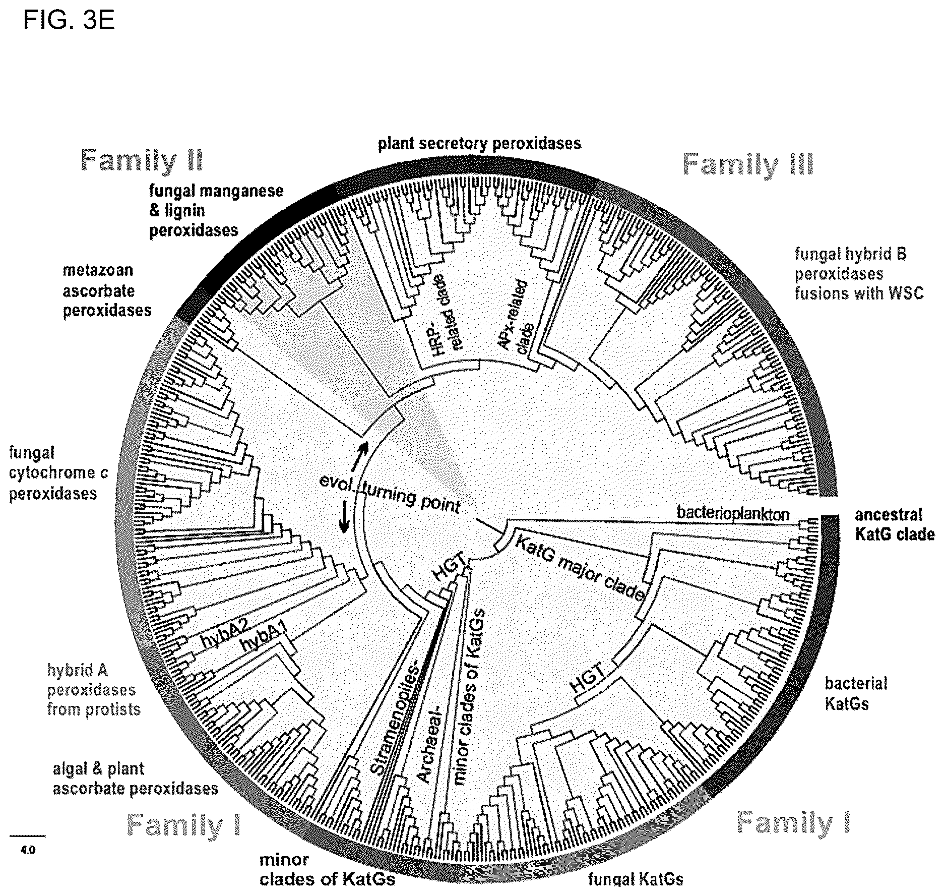 Patent US12610975 Figure 4 – Family of heme binding proteins that increase chelated iron content and improve flavor of nutritional supplements and food products