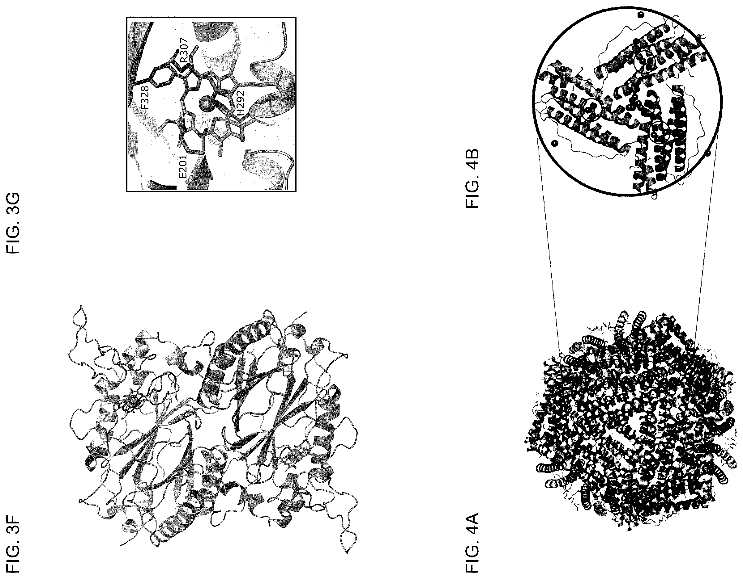 Patent US12610975 Figure 5 – Family of heme binding proteins that increase chelated iron content and improve flavor of nutritional supplements and food products