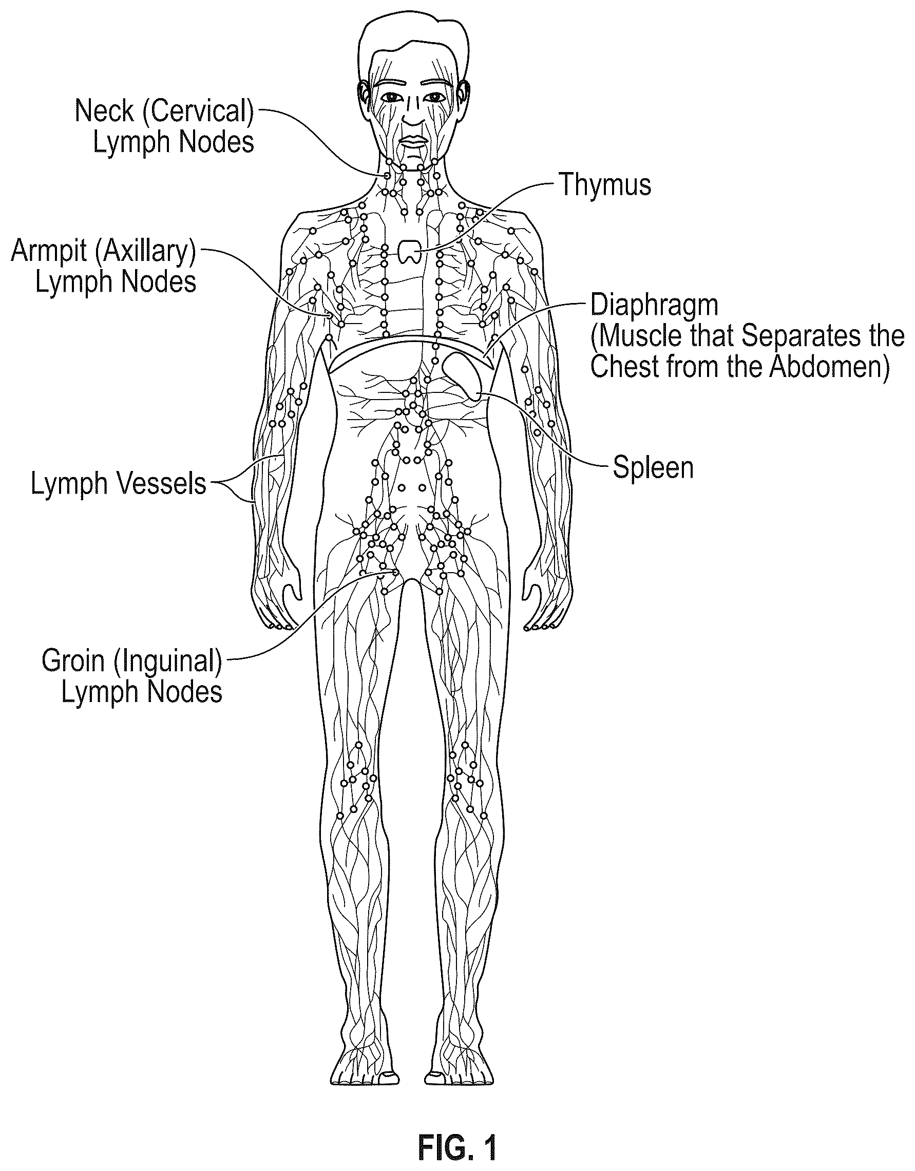 Patent US12611137 Figure 1 – Lymphatic diagnostic device