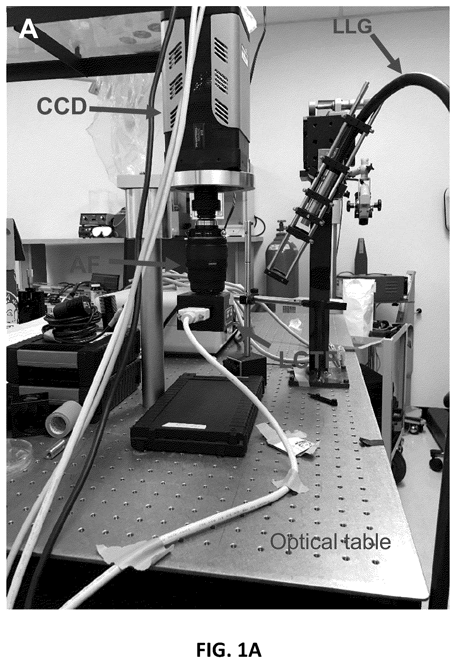 Patent US12611142 Figure 1 – Method and apparatus for intraoperative nerve visualization using polarized diffuse reflectance spectroscopy and applications of same