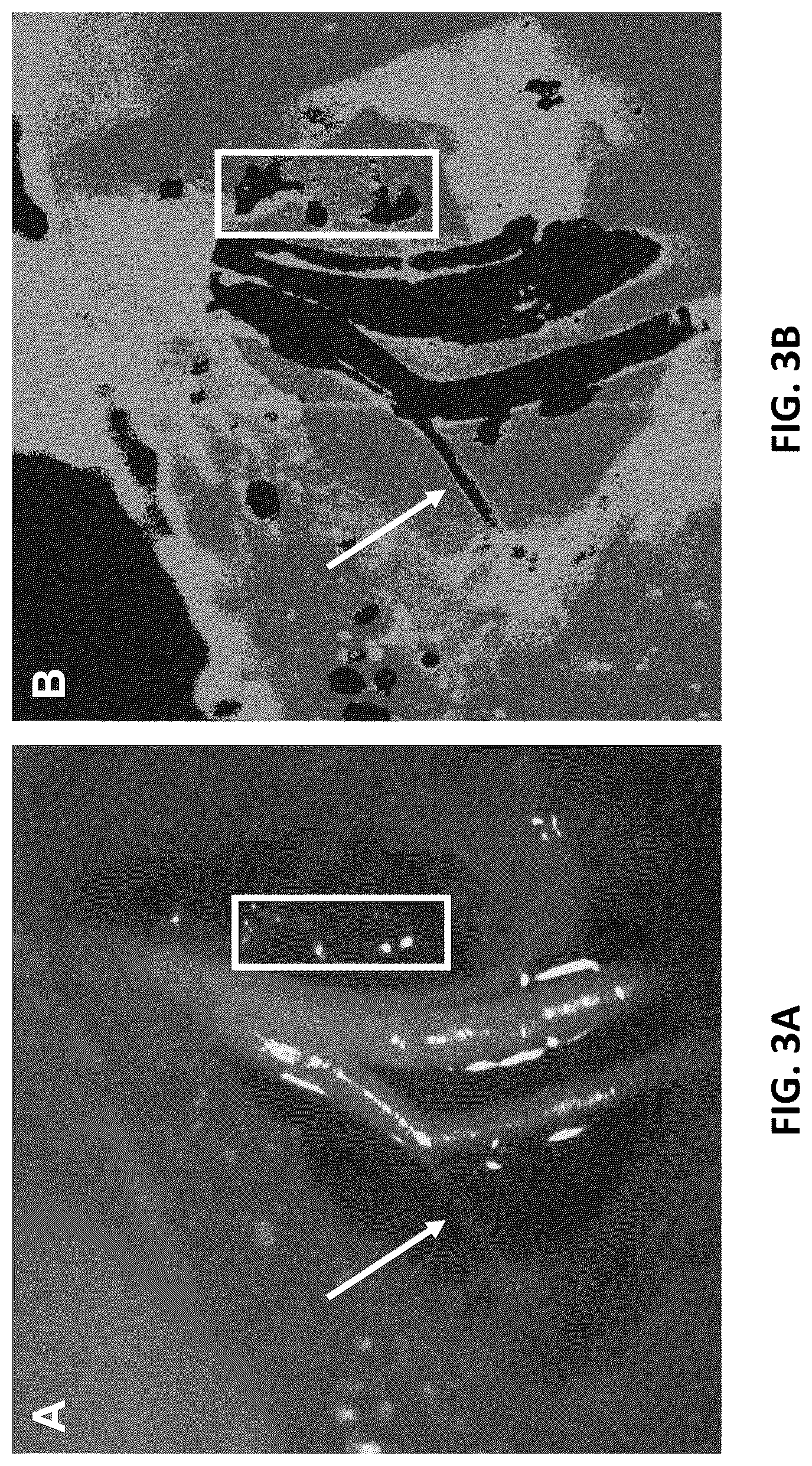 Patent US12611142 Figure 7 – Method and apparatus for intraoperative nerve visualization using polarized diffuse reflectance spectroscopy and applications of same