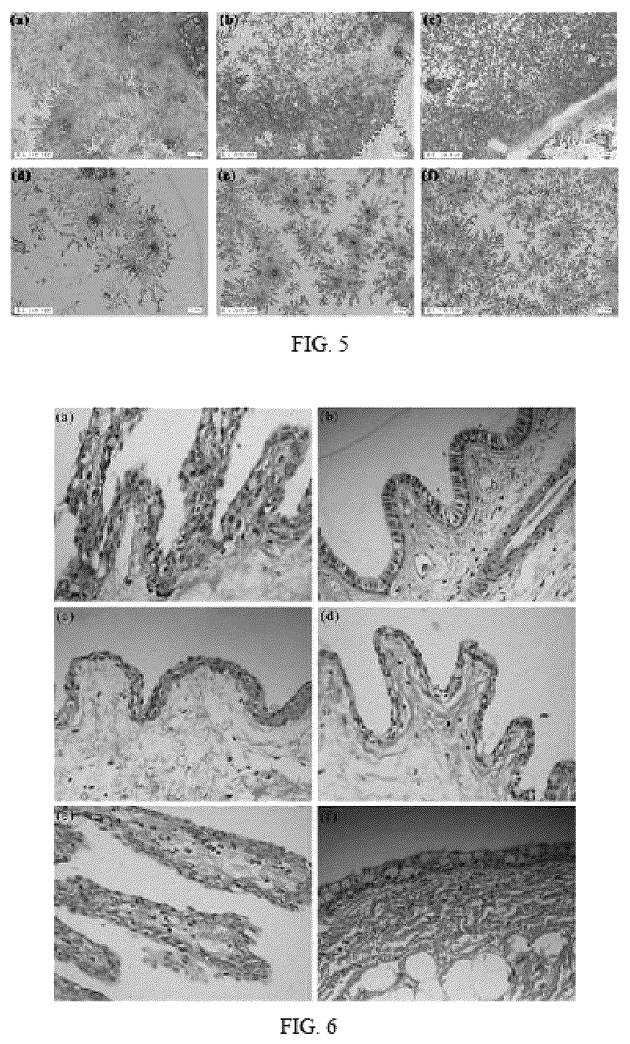 Patent US12611381 Figure 4 – Cationic hyaluronic acid coated spanlastics and preparation and application thereof