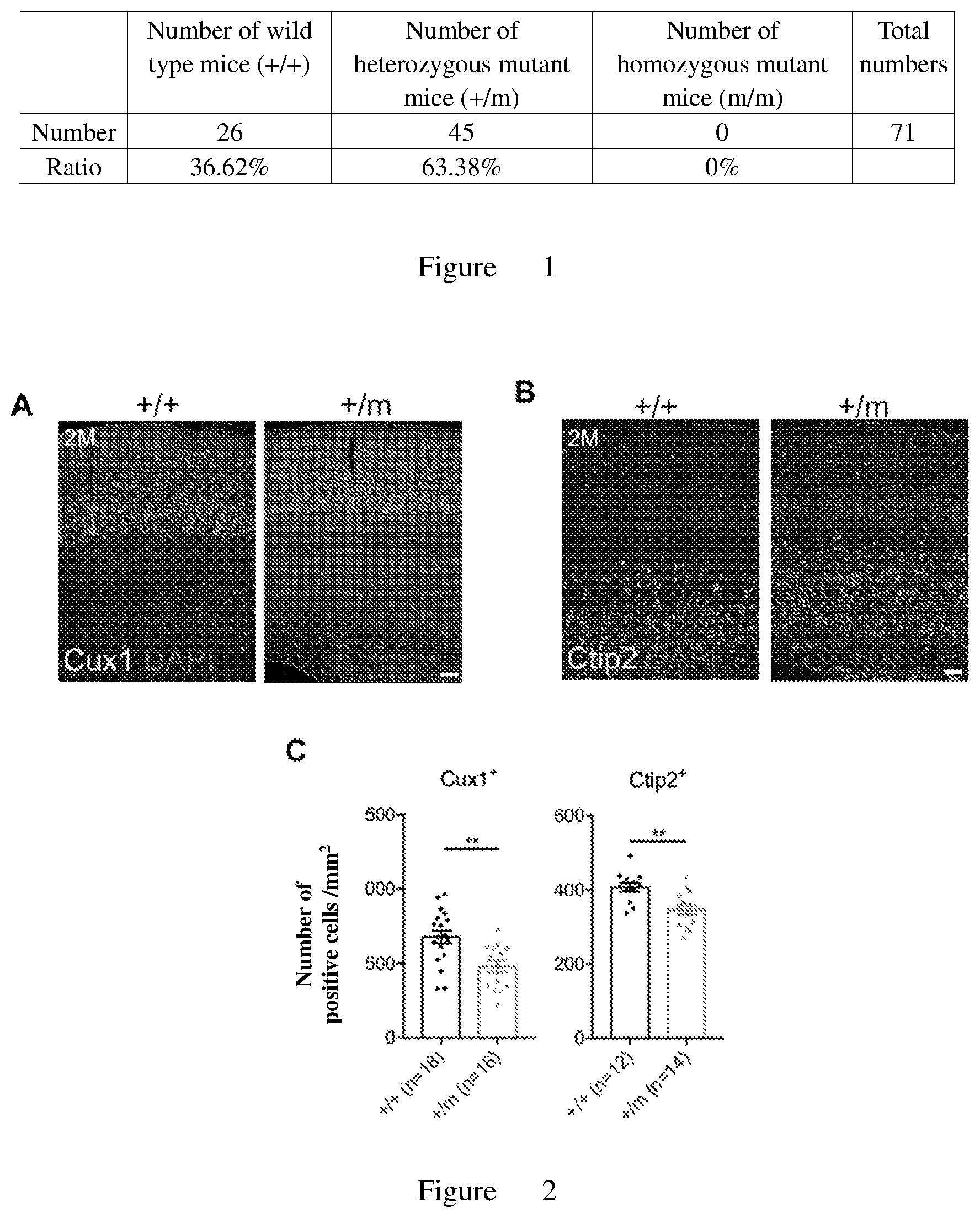 Patent US12611394 Figure 1 – Use of ginkgolide a in the treatment of autism