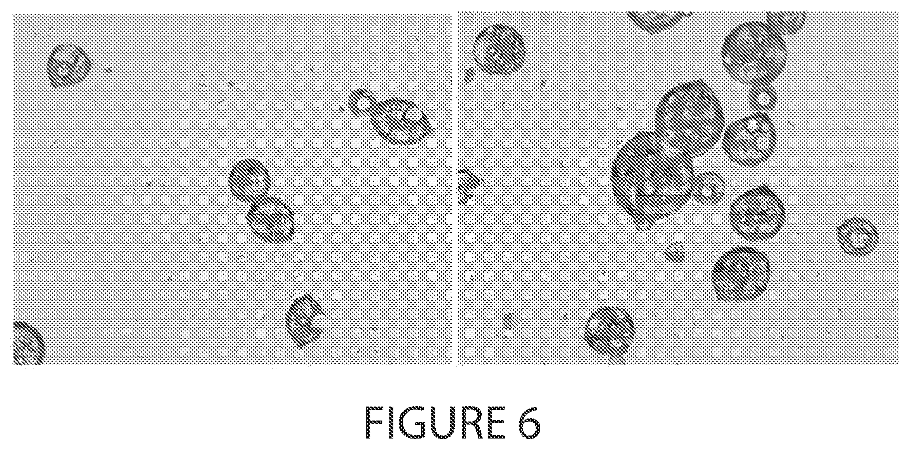Patent US12611396 Figure 6 – Microsphere-based injectible celecoxib formulation