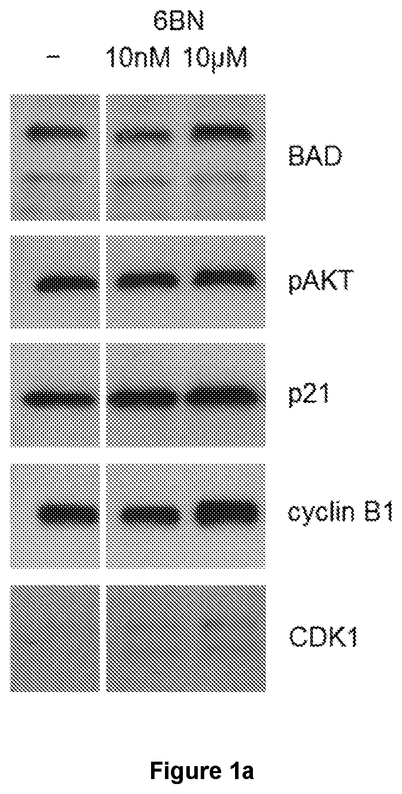 Patent US12611405 Figure 1 – Agent that increases the expression of the BCL2-associated agonist of cell death for the treatment of cancer