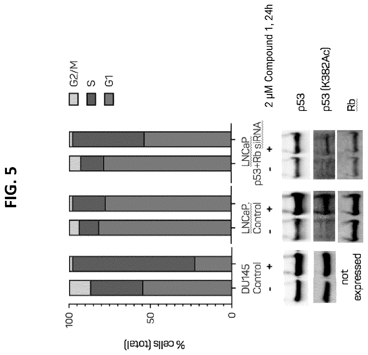 Patent US12611406 Figure 6 – Oxopiperazine derivatives for the treatment of cancer