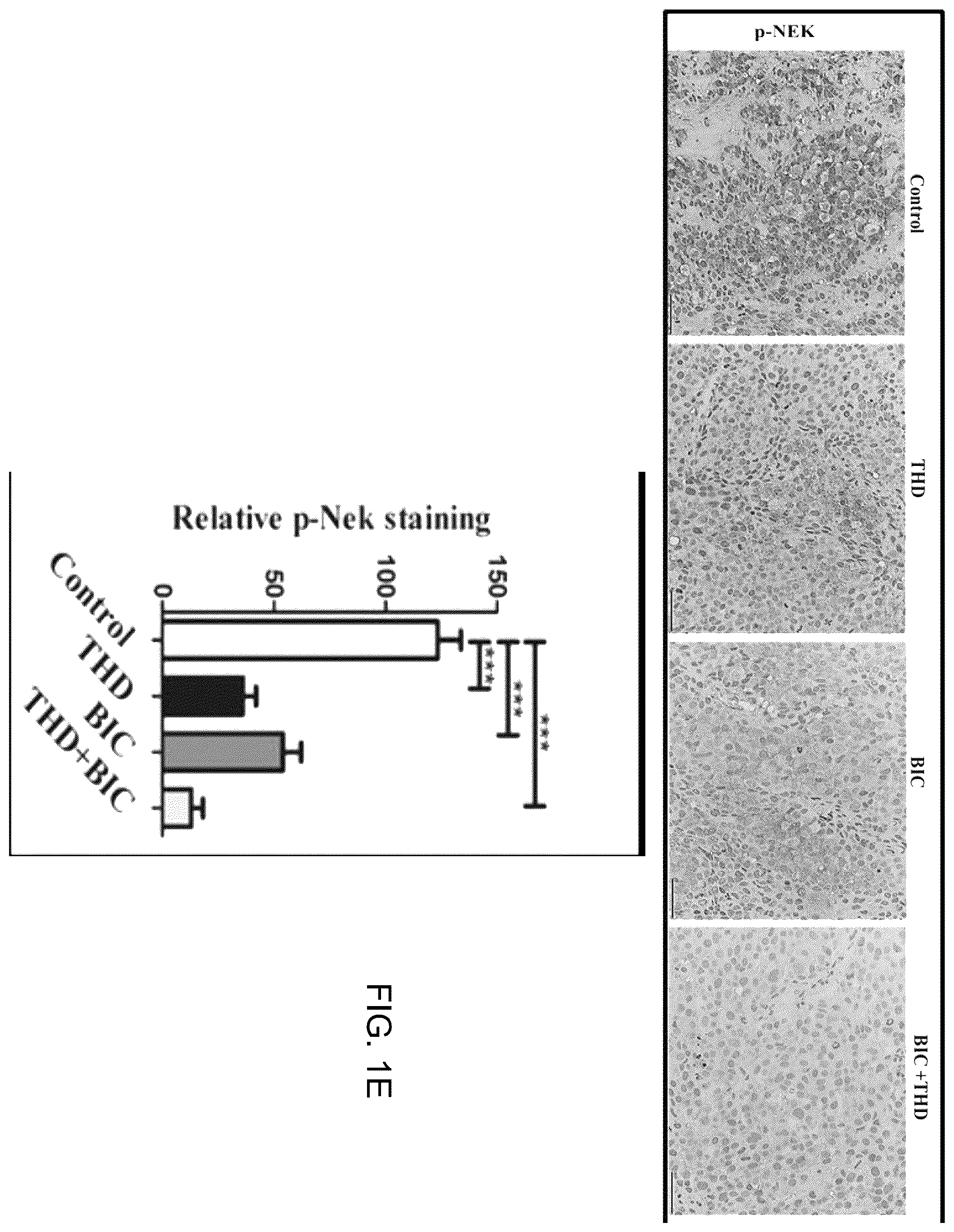 Patent US12611412 Figure 3 – Targeting the TLK1/NEK1 axis in prostate cancer