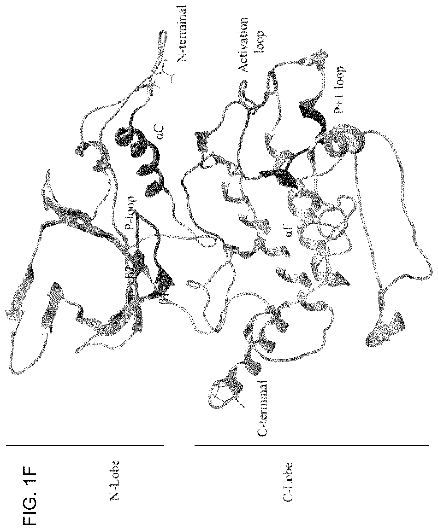 Patent US12611412 Figure 4 – Targeting the TLK1/NEK1 axis in prostate cancer