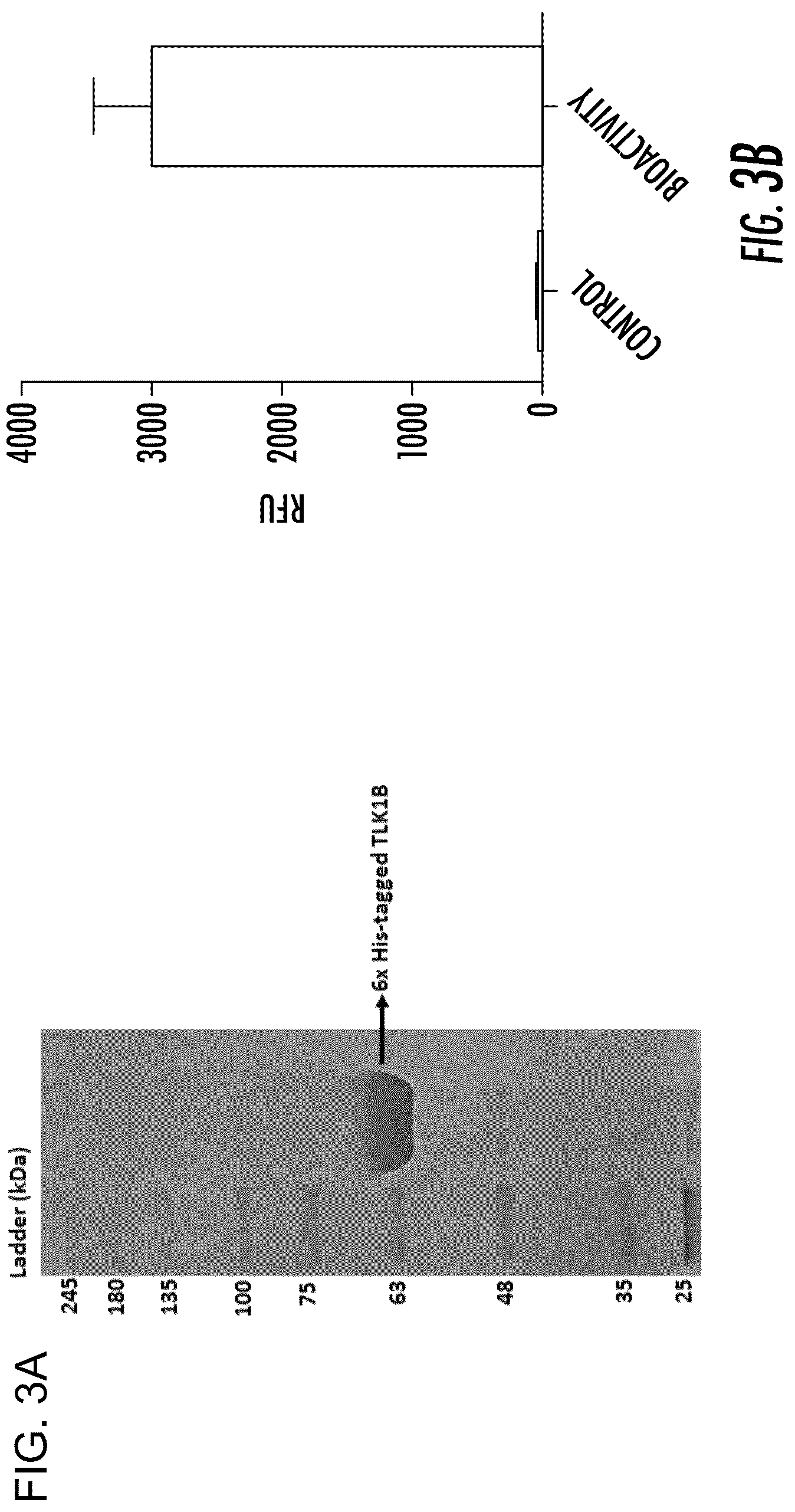 Patent US12611412 Figure 12 – Targeting the TLK1/NEK1 axis in prostate cancer