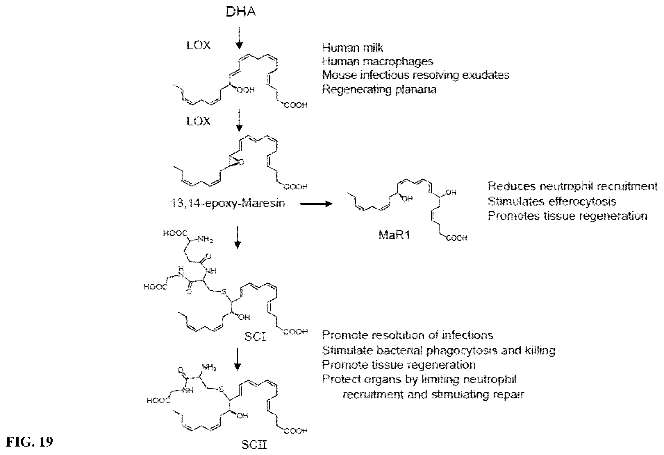 Patent US12611414 Figure 19 – Cysteinyl-proresolving mediators that promote resolution of infection and organ protection