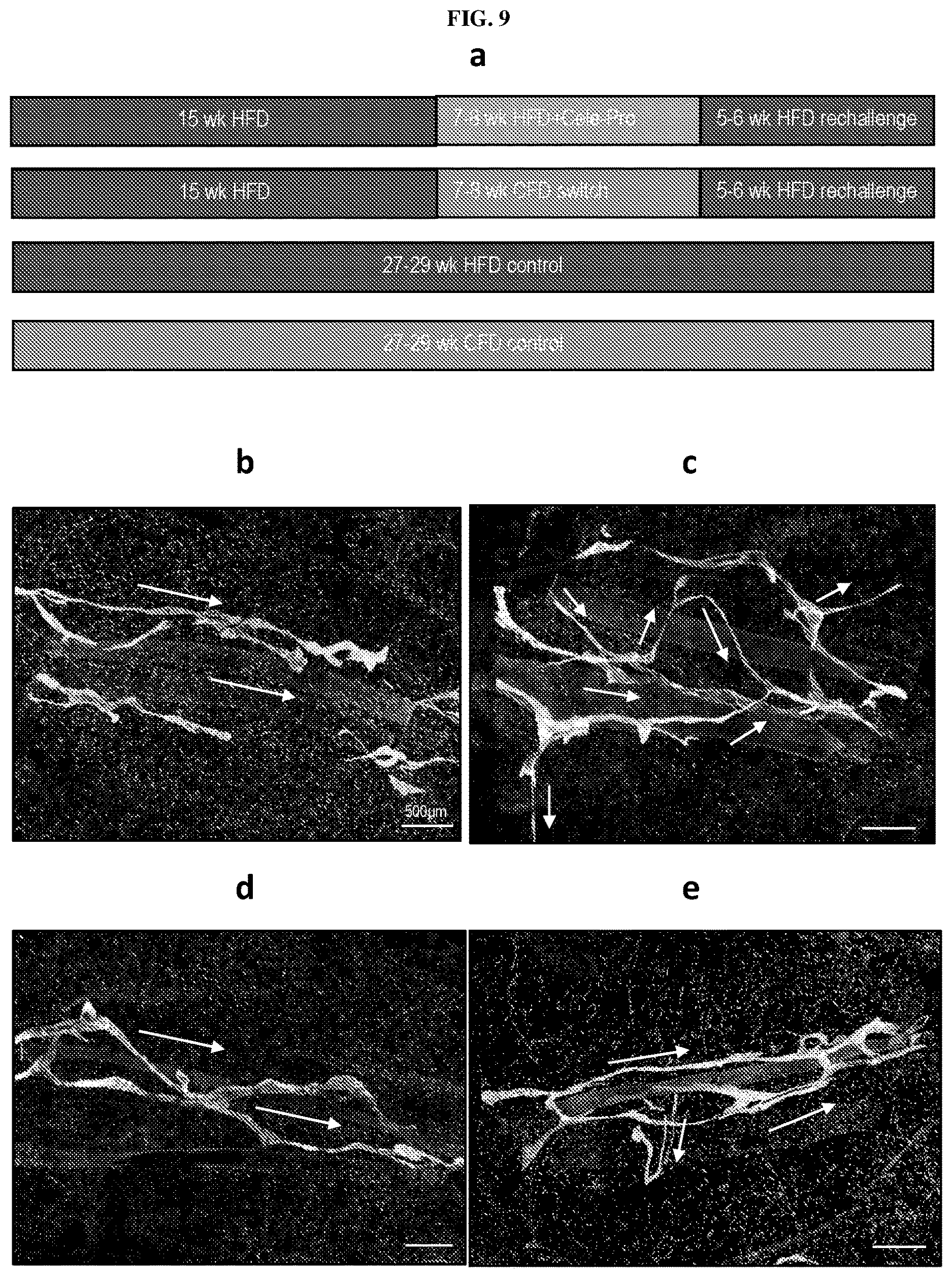 Patent US12611415 Figure 17 – Methods and compounds for treatment of metabolic disease