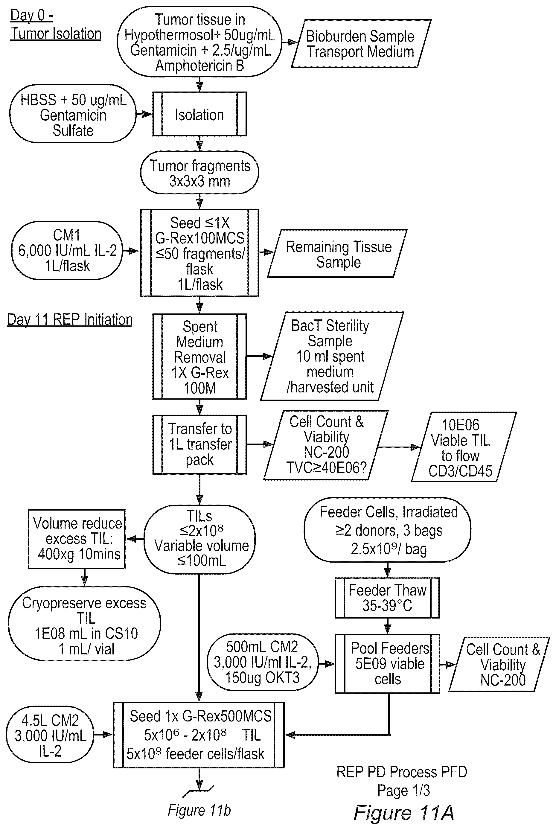 Patent US12611428 Figure 11 – Processes for production of tumor infiltrating lymphocytes and uses of same in immunotherapy