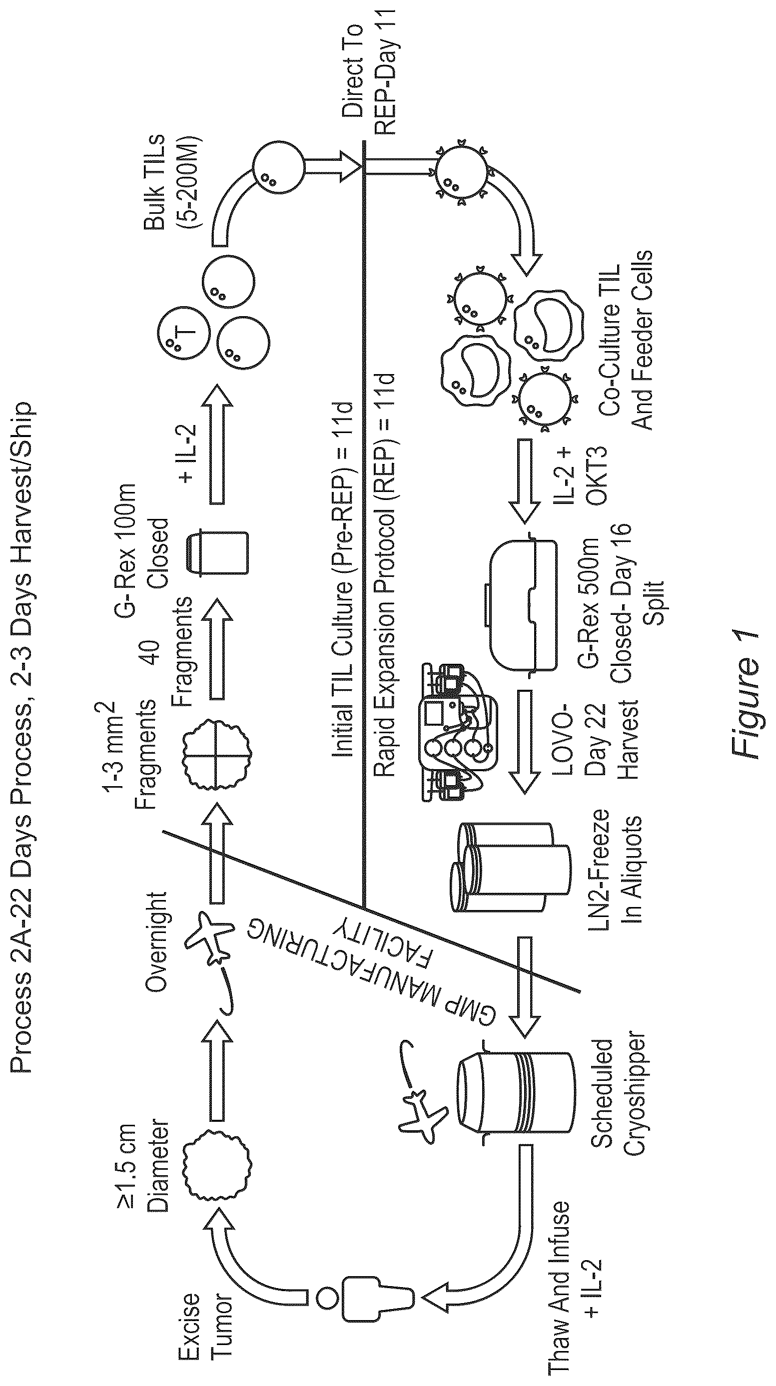 Patent US12611429 Figure 1 – Processes for production of tumor infiltrating lymphocytes and uses of same in immunotherapy