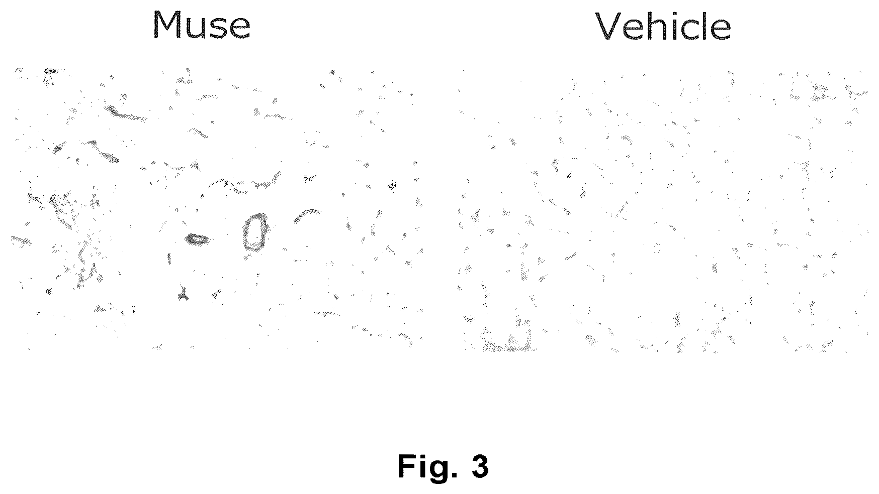 Patent US12611430 Figure 2 – Therapeutic agent of peripheral blood flow disorder
