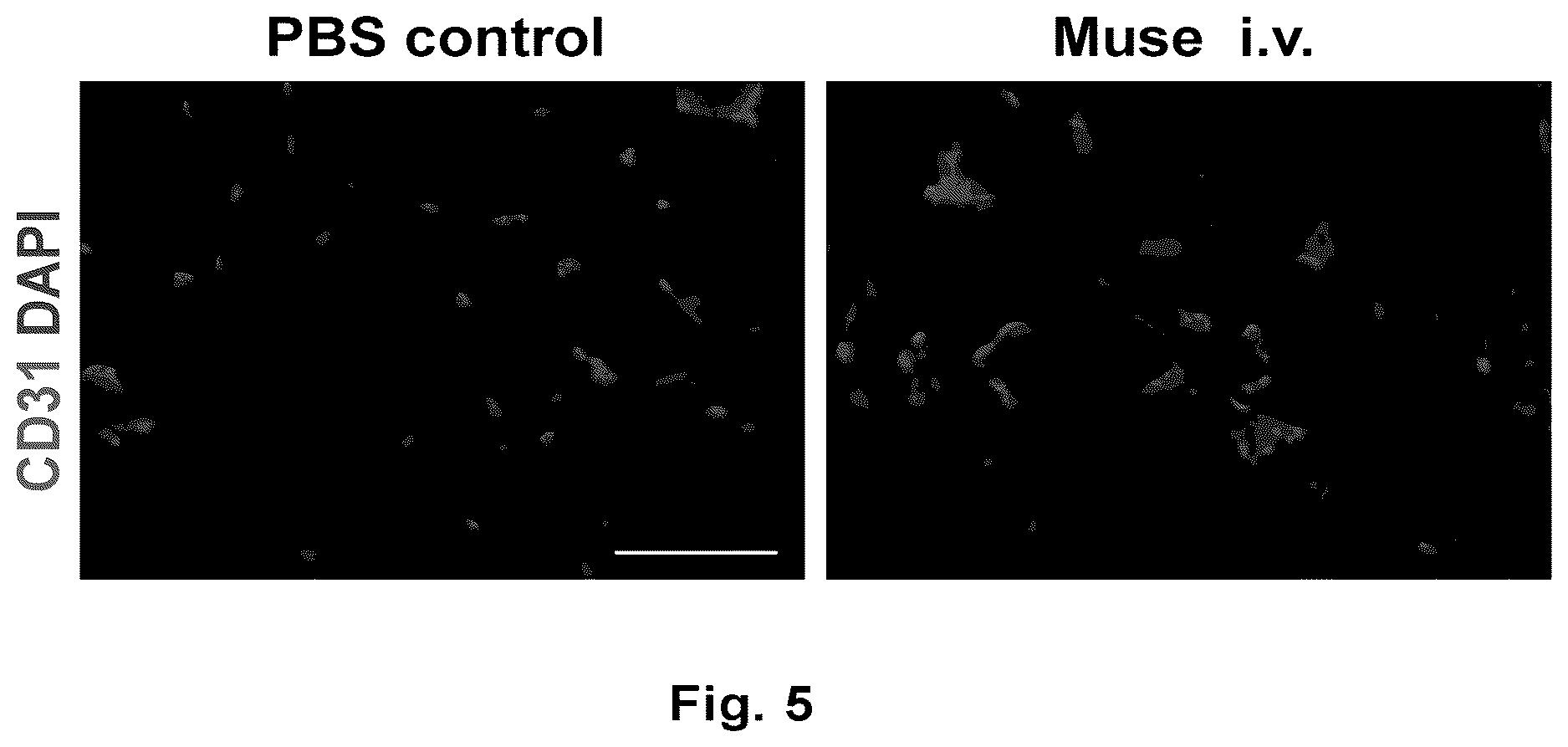 Patent US12611430 Figure 4 – Therapeutic agent of peripheral blood flow disorder