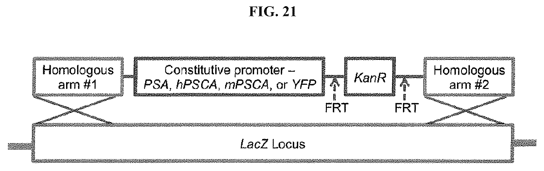 Patent US12611432 Figure 20 – Immunostimulatory bacteria for the treatment of cancer