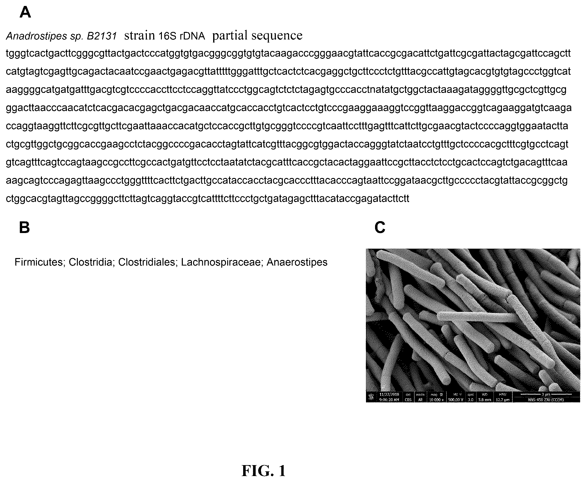 Patent US12611433 Figure 1 – Anaerostipes sp B2131 strain and application thereof in inflammatory bowel diseases