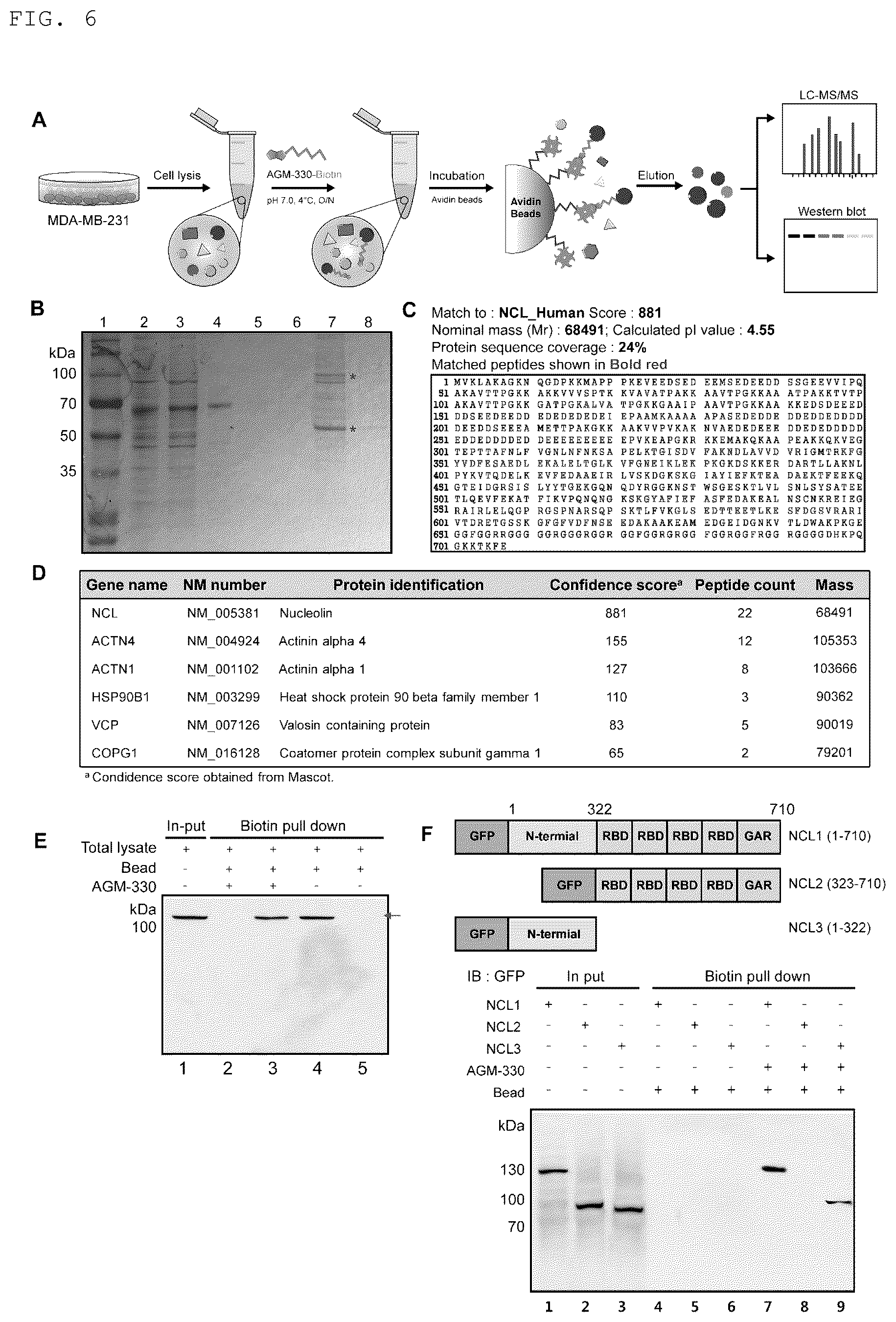 Patent US12611438 Figure 6 – Antiviral composition comprising a nucleolin-binding peptide