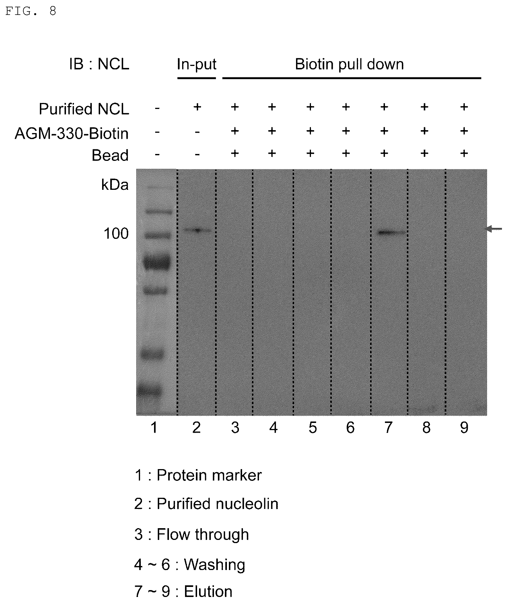 Patent US12611438 Figure 8 – Antiviral composition comprising a nucleolin-binding peptide