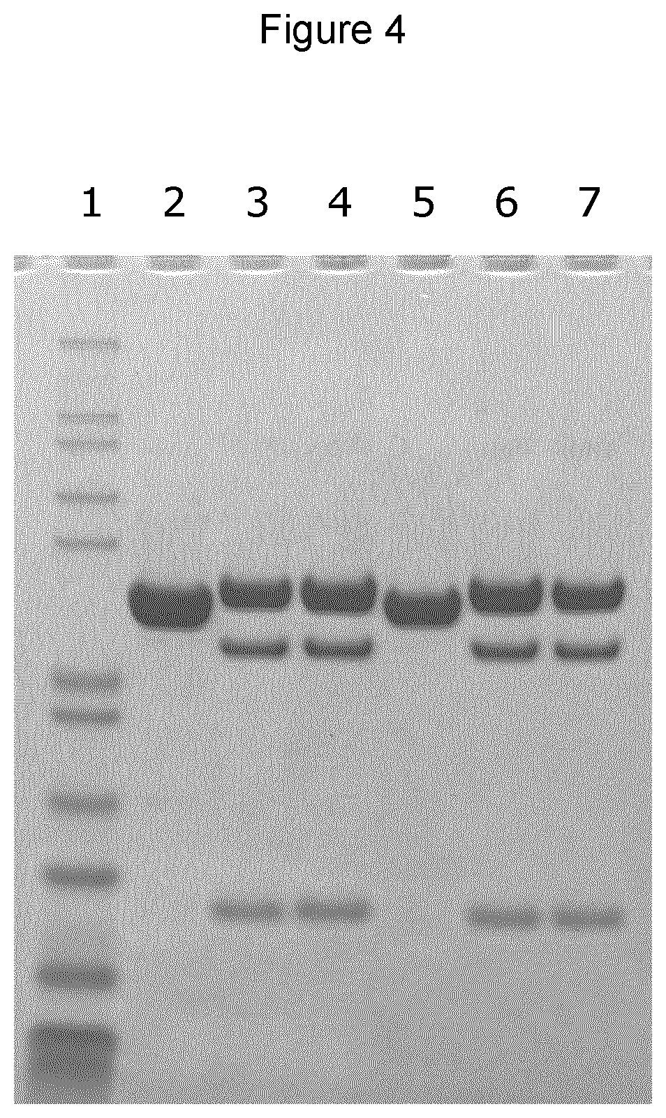 Patent US12611440 Figure 4 – Fusion proteins and uses thereof