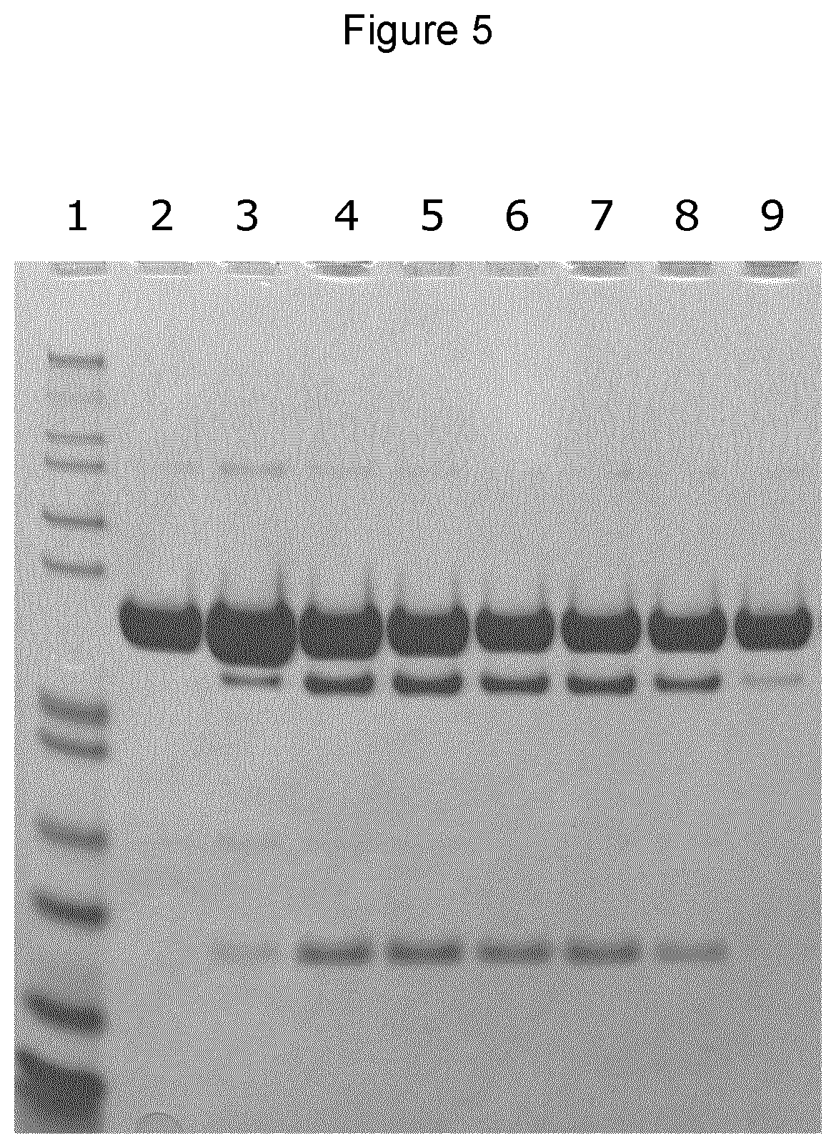 Patent US12611440 Figure 5 – Fusion proteins and uses thereof
