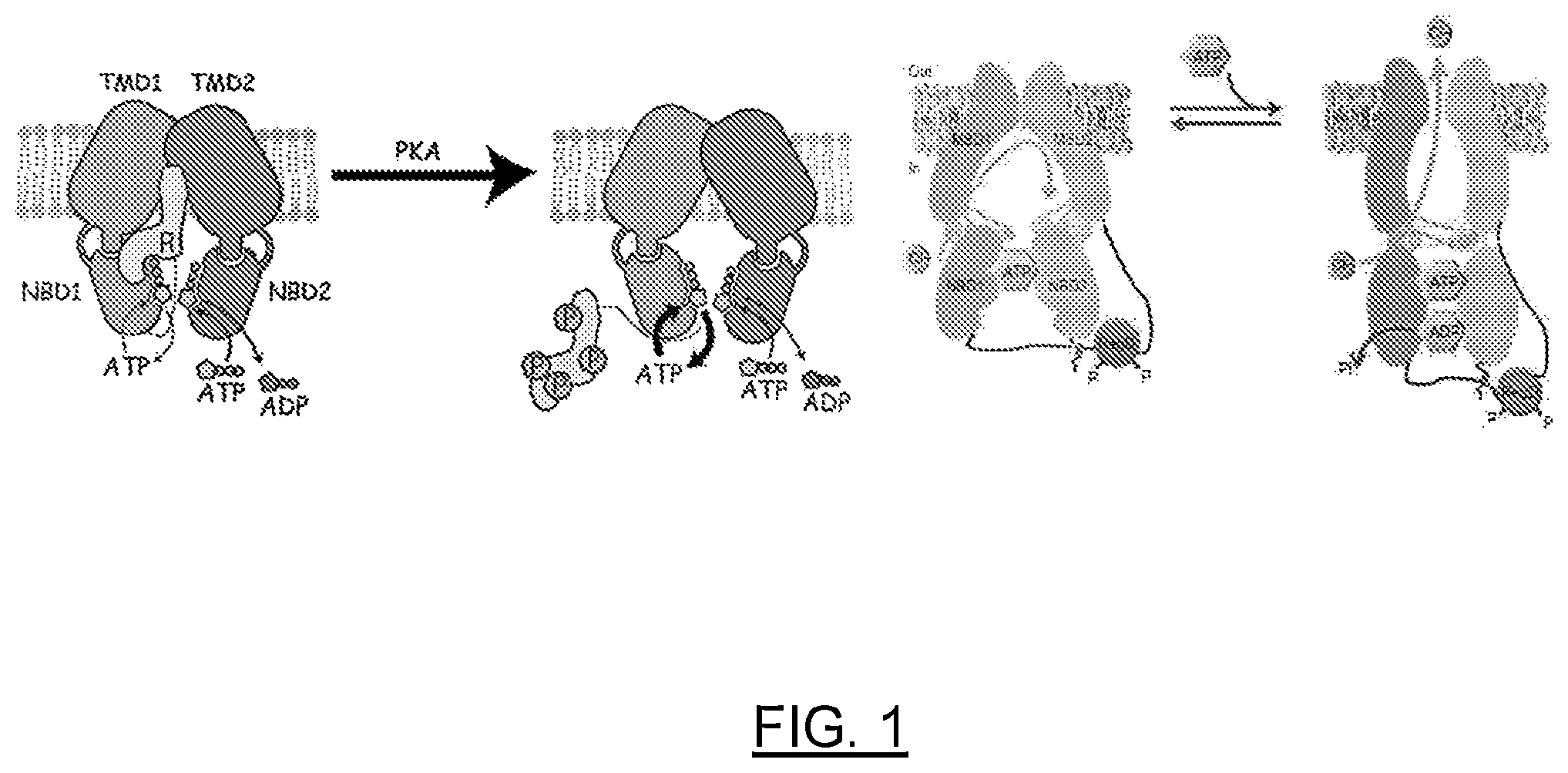 Patent US12611442 Figure 1 – mRNA encoding engineered CFTR