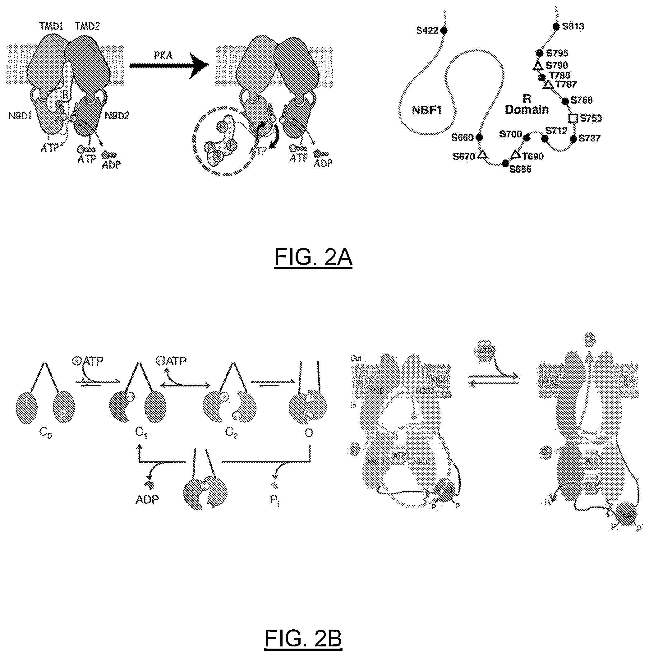 Patent US12611442 Figure 2 – mRNA encoding engineered CFTR