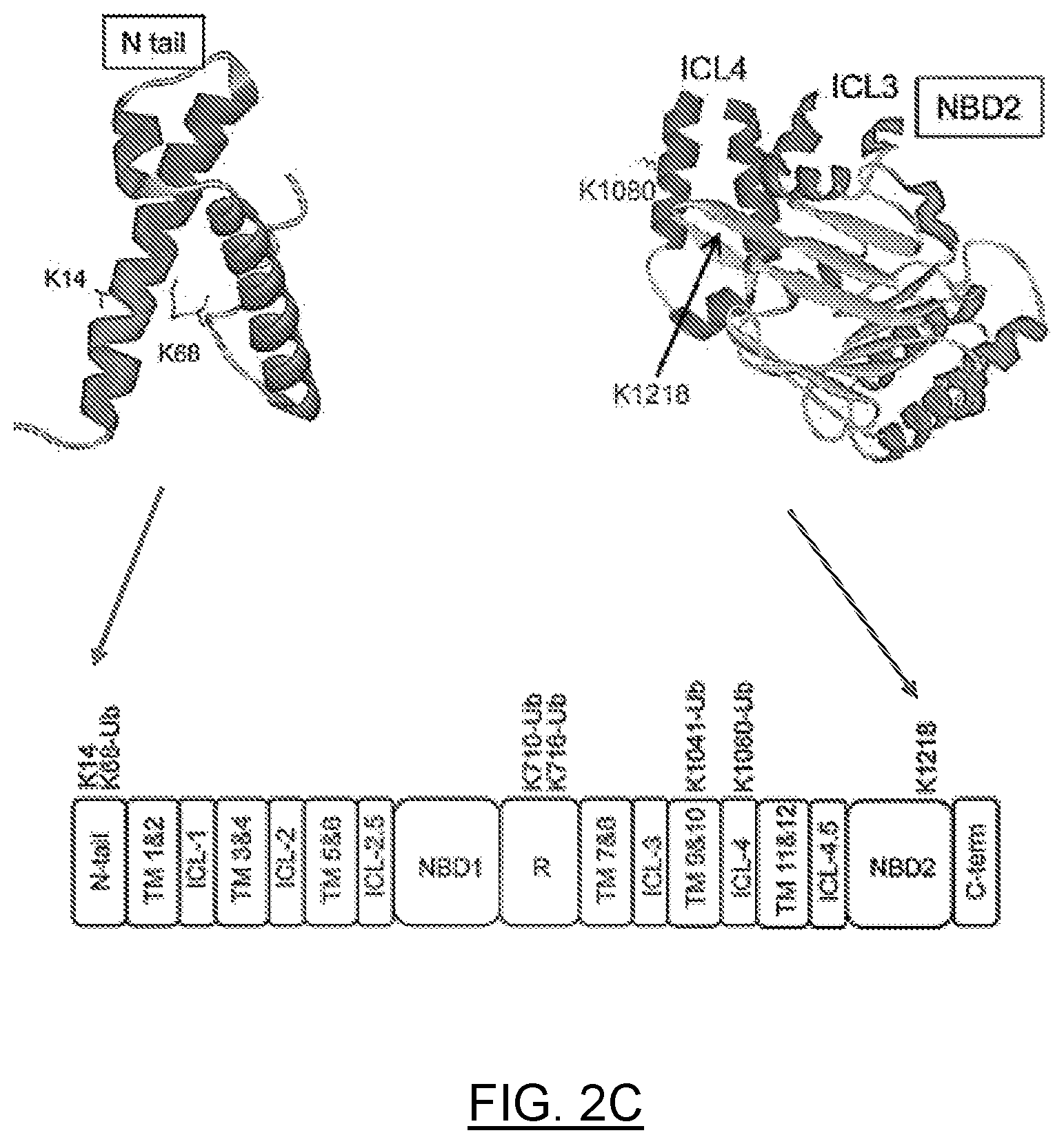 Patent US12611442 Figure 3 – mRNA encoding engineered CFTR