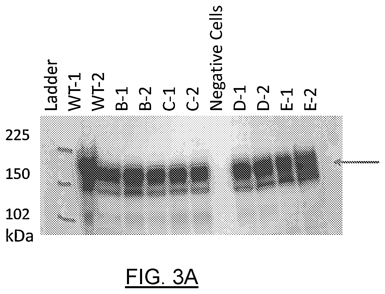 Patent US12611442 Figure 5 – mRNA encoding engineered CFTR