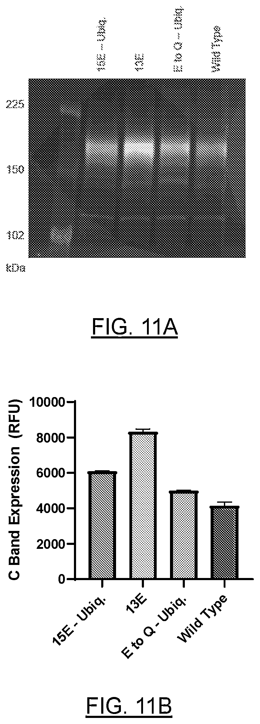 Patent US12611442 Figure 14 – mRNA encoding engineered CFTR