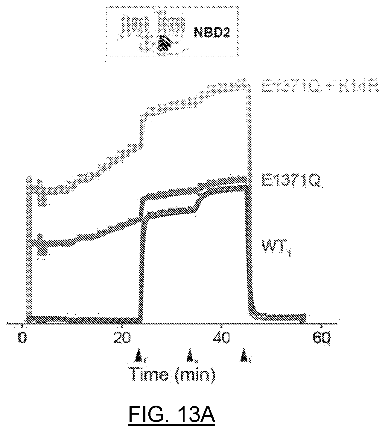 Patent US12611442 Figure 19 – mRNA encoding engineered CFTR