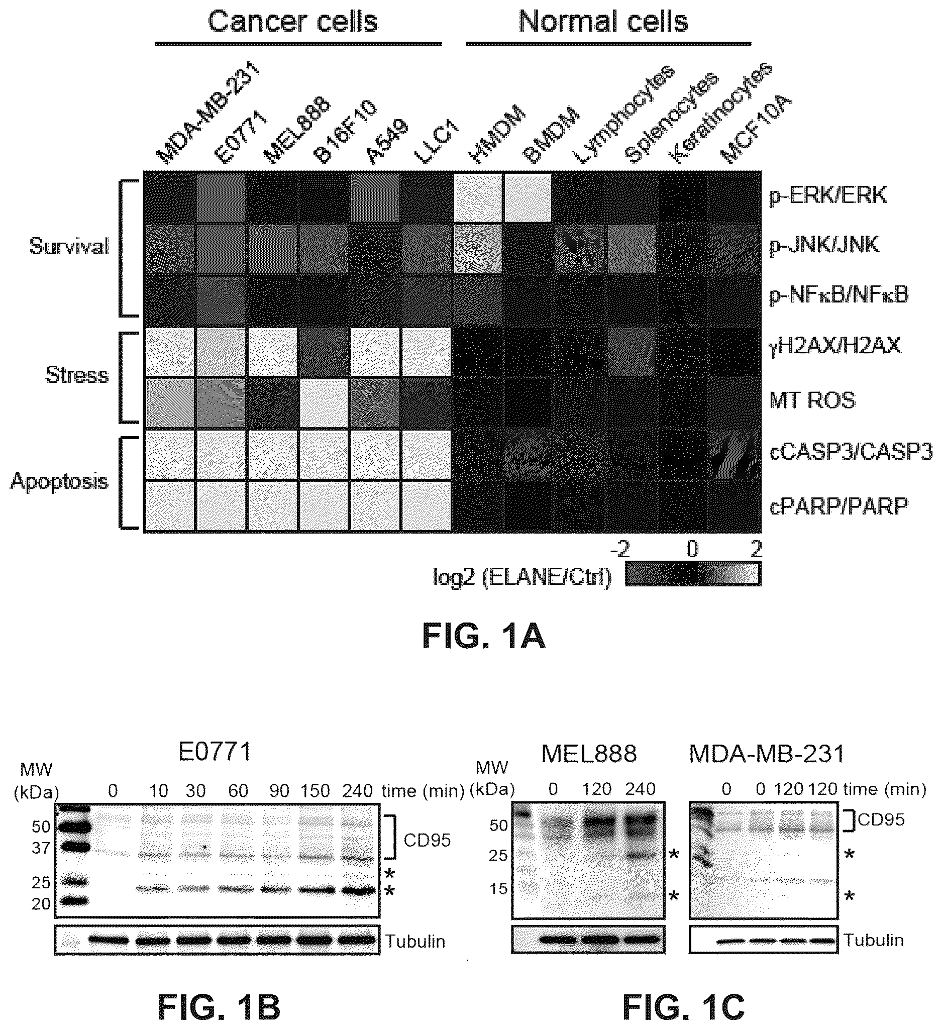 Patent US12611443 Figure 1 – Methods and compositions related to therapeutic peptides for cancer therapy