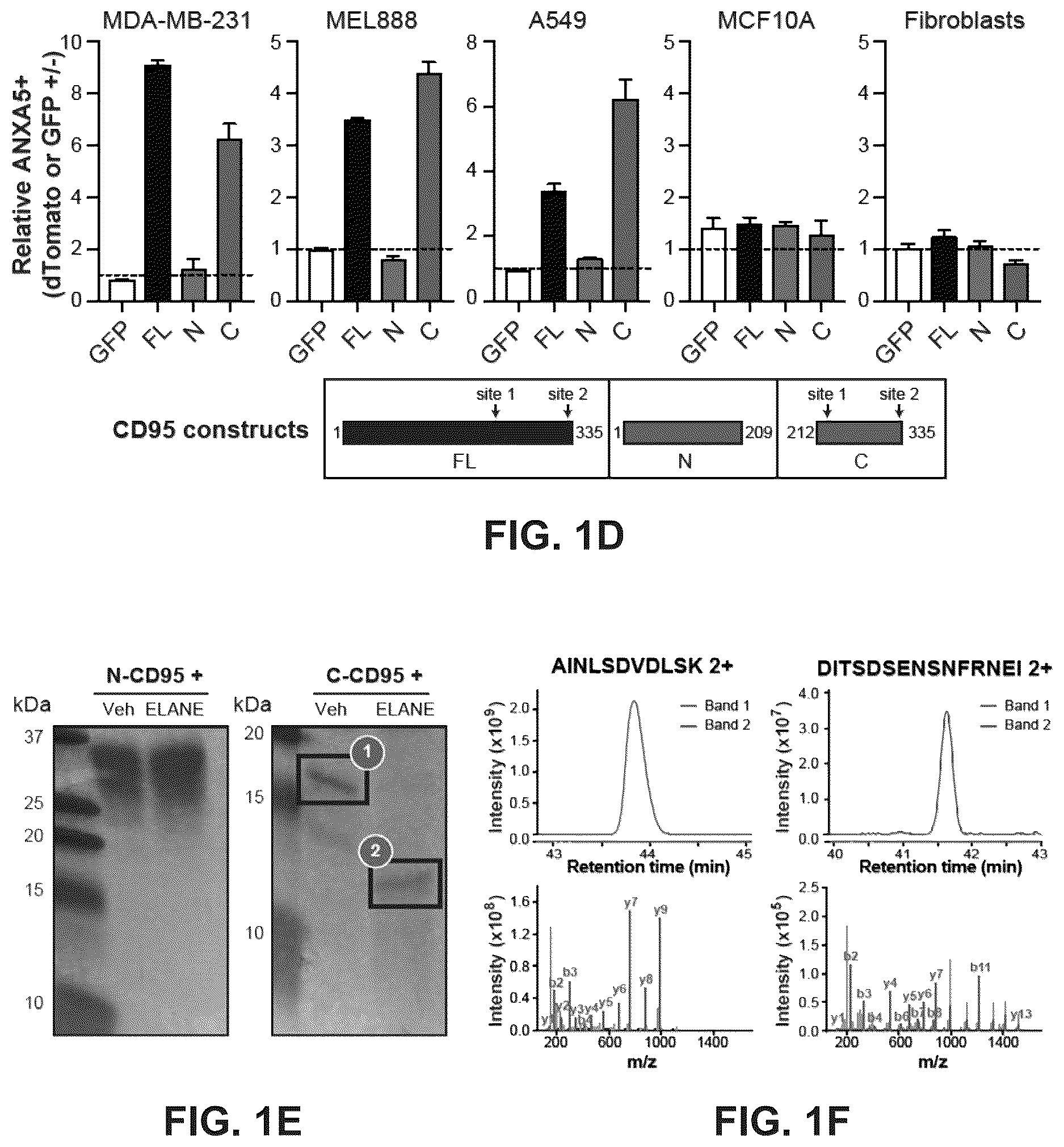 Patent US12611443 Figure 2 – Methods and compositions related to therapeutic peptides for cancer therapy