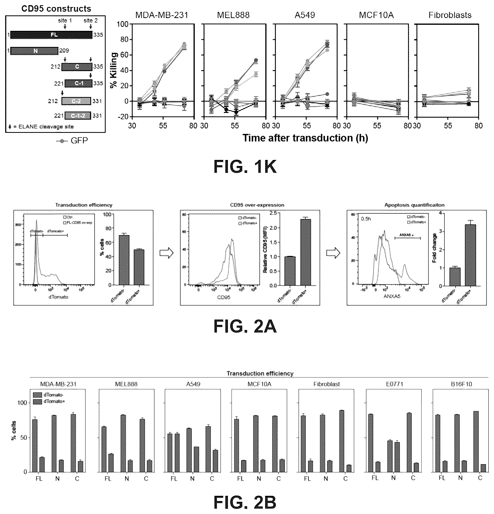 Patent US12611443 Figure 4 – Methods and compositions related to therapeutic peptides for cancer therapy