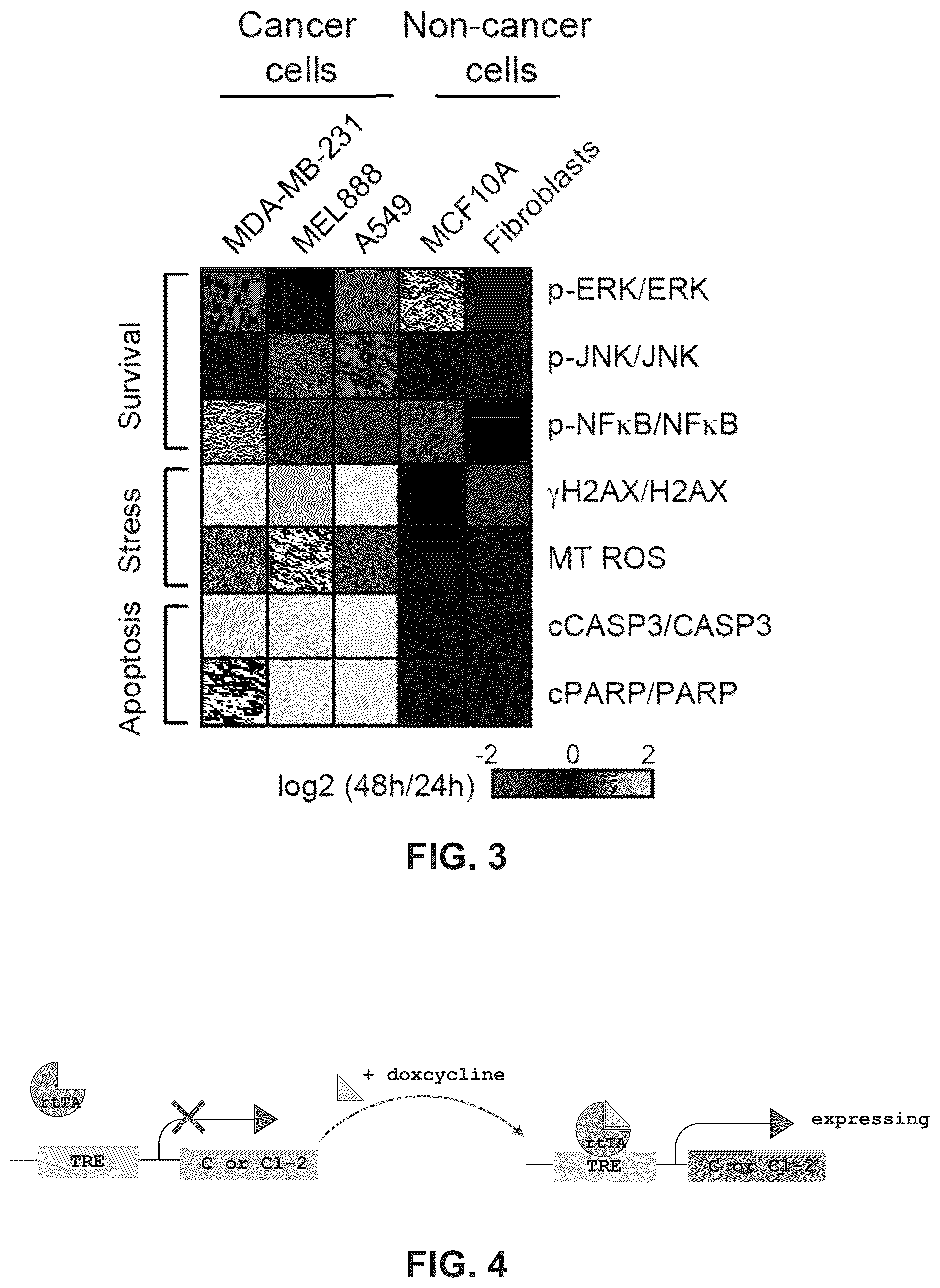 Patent US12611443 Figure 6 – Methods and compositions related to therapeutic peptides for cancer therapy
