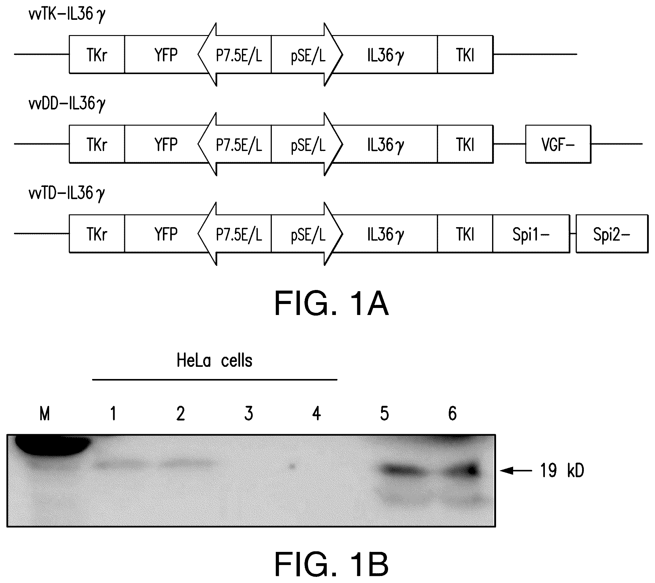 Patent US12611444 Figure 1 – IL-36 cytokine expressing oncolytic viruses for treating cancer