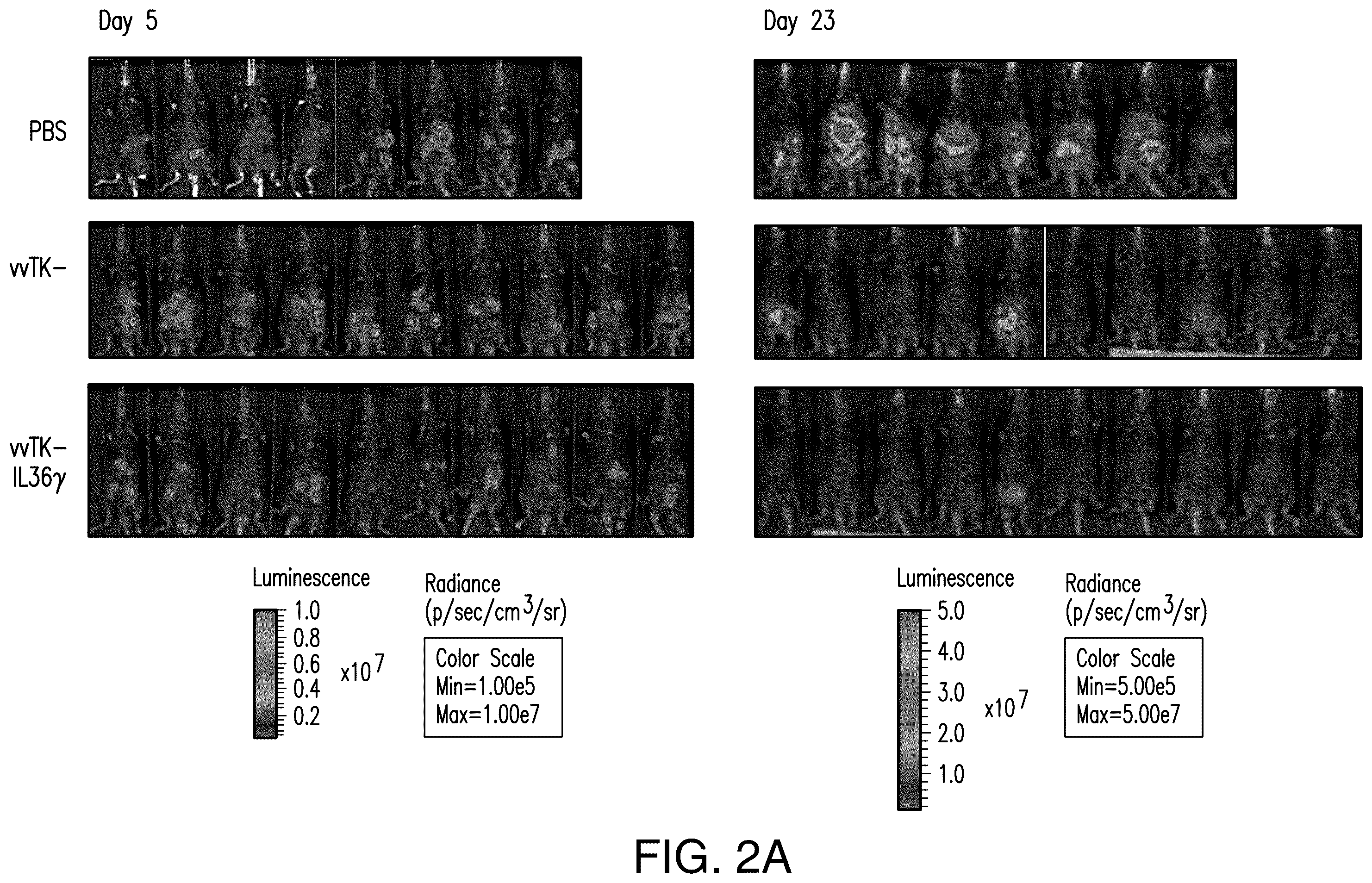 Patent US12611444 Figure 3 – IL-36 cytokine expressing oncolytic viruses for treating cancer
