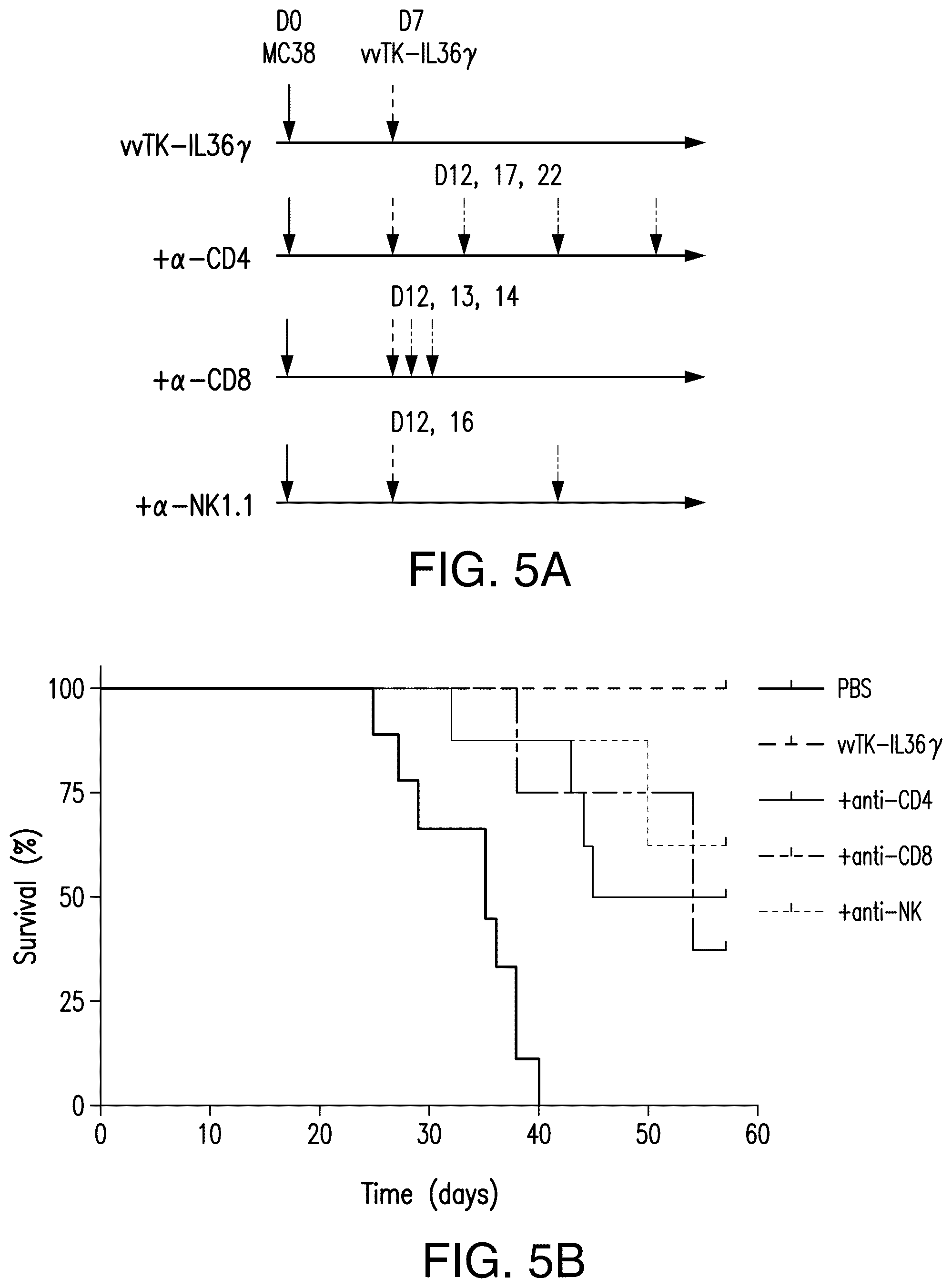 Patent US12611444 Figure 8 – IL-36 cytokine expressing oncolytic viruses for treating cancer