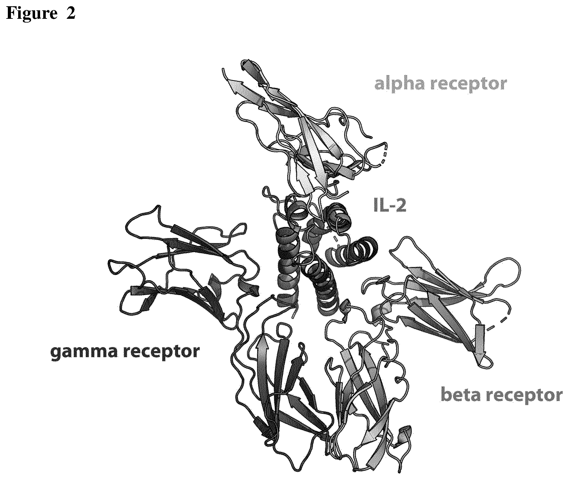 Patent US12611445 Figure 3 – Interleukin-2 variants with modified biological activity