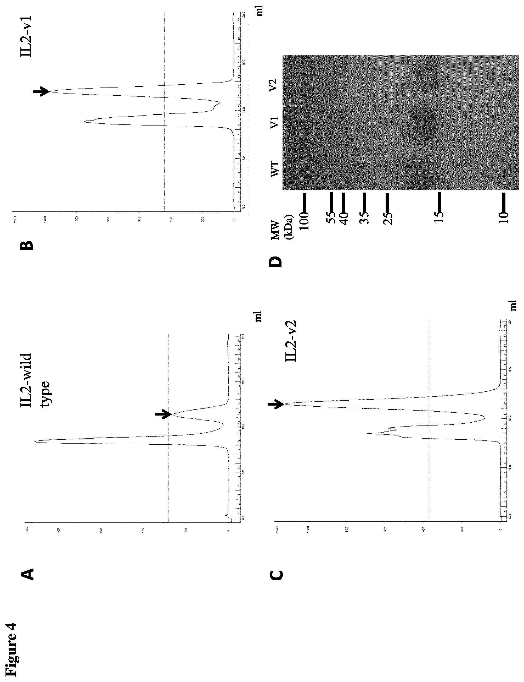 Patent US12611445 Figure 5 – Interleukin-2 variants with modified biological activity