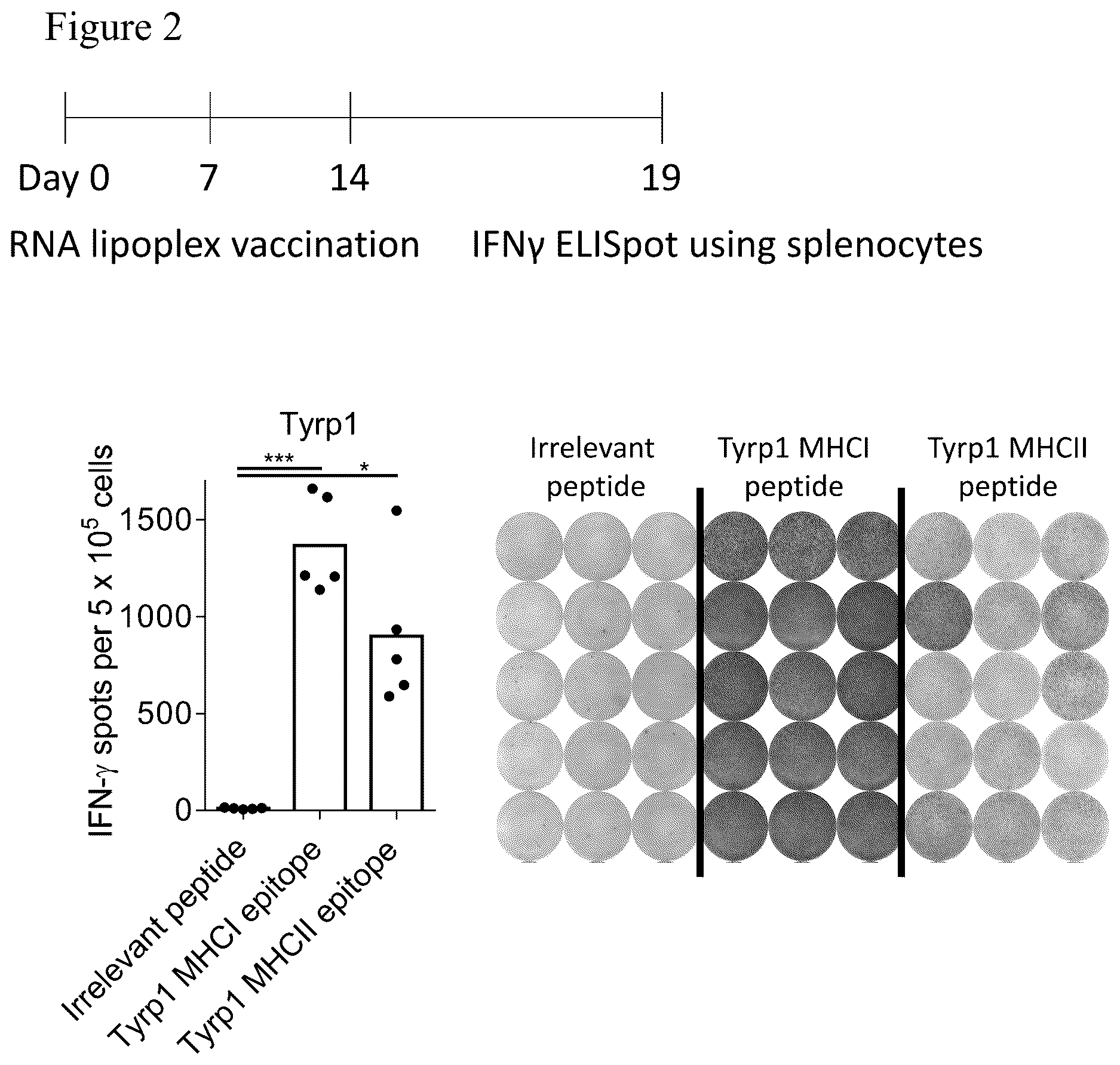 Patent US12611449 Figure 3 – Individualized vaccines for cancer